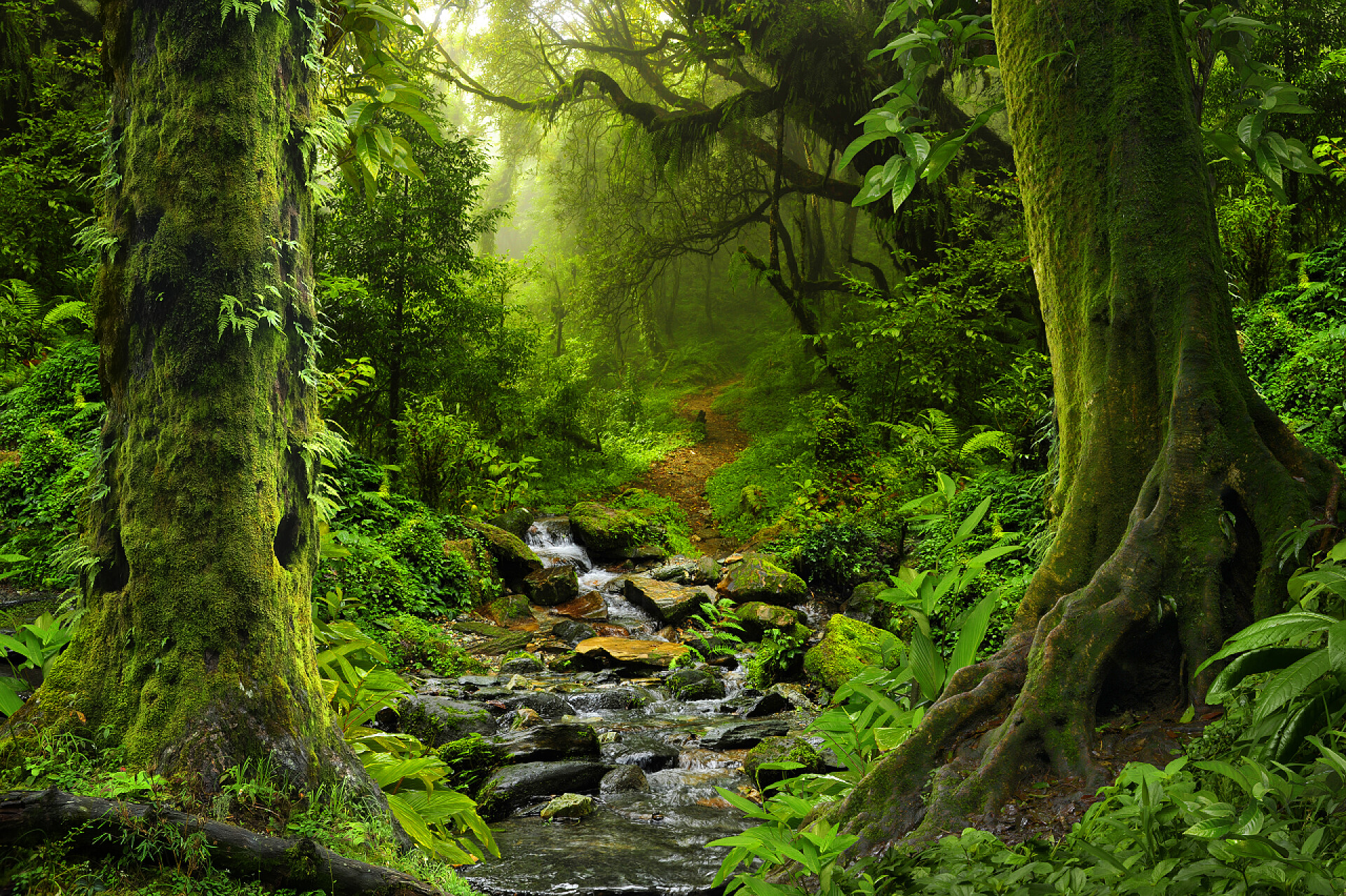 自然风光风景东南亚地区的热带丛林