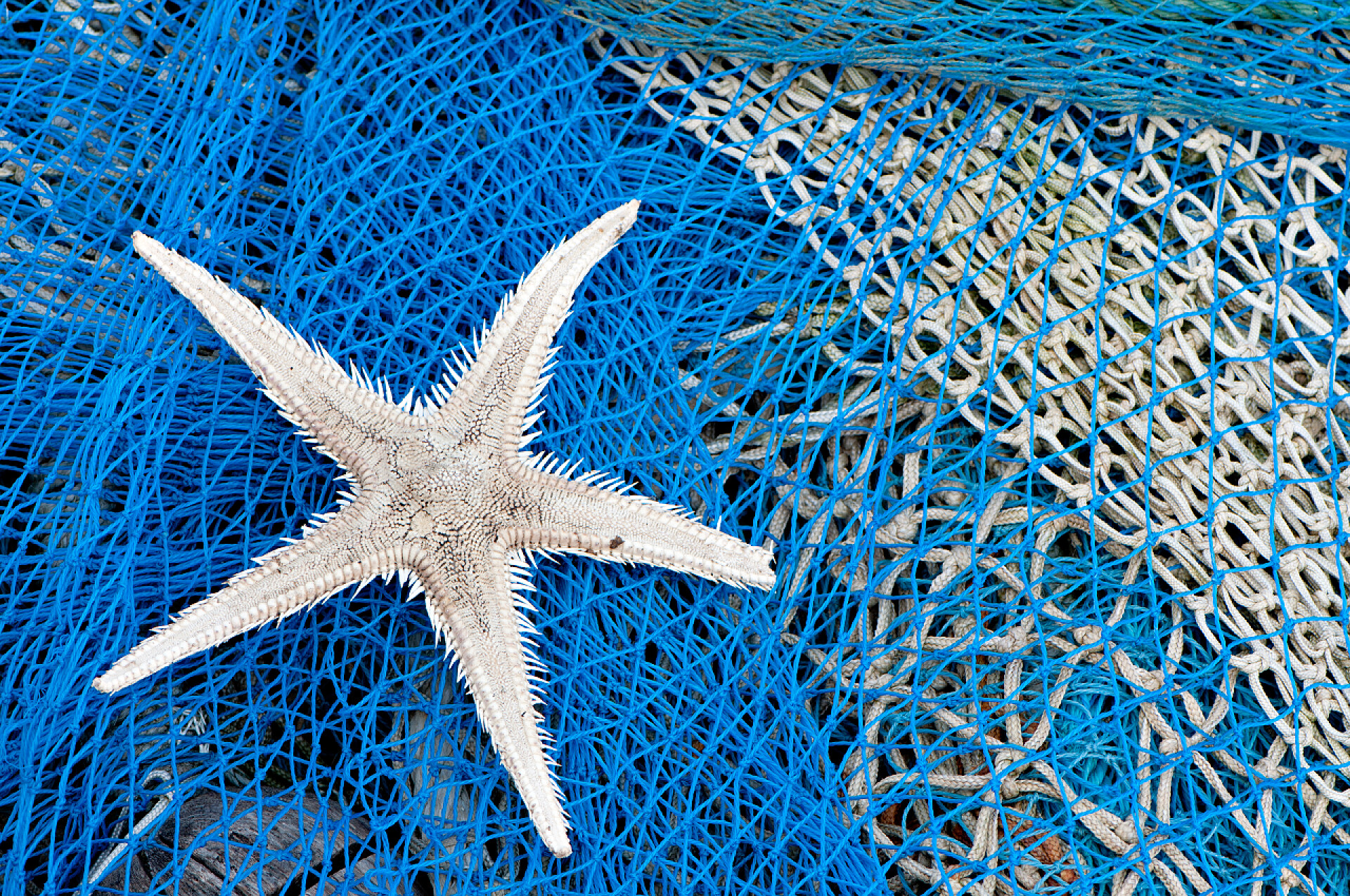 渔业蓝色渔网上的海星