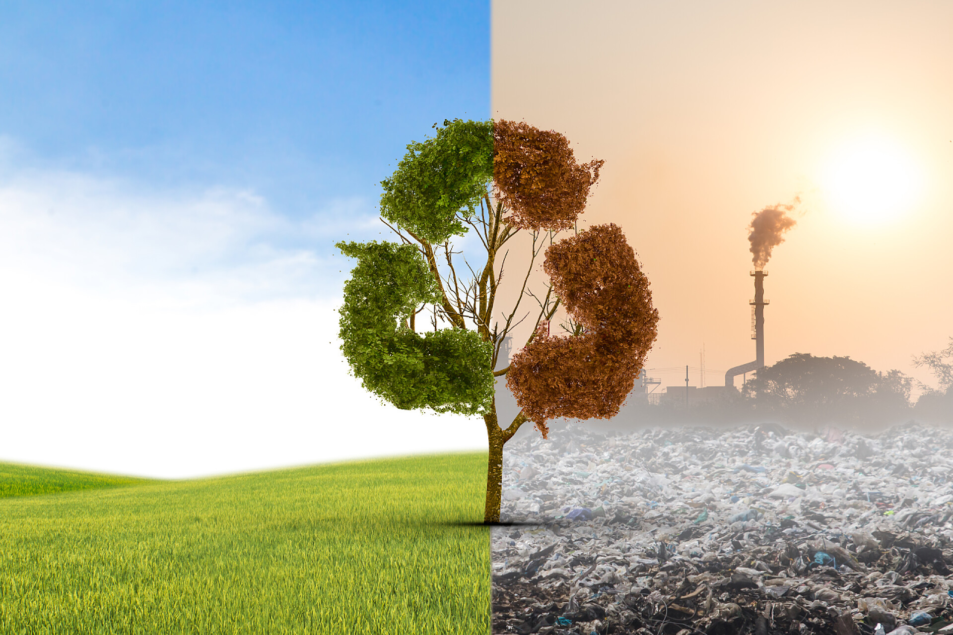 环保树木不同形态的对比