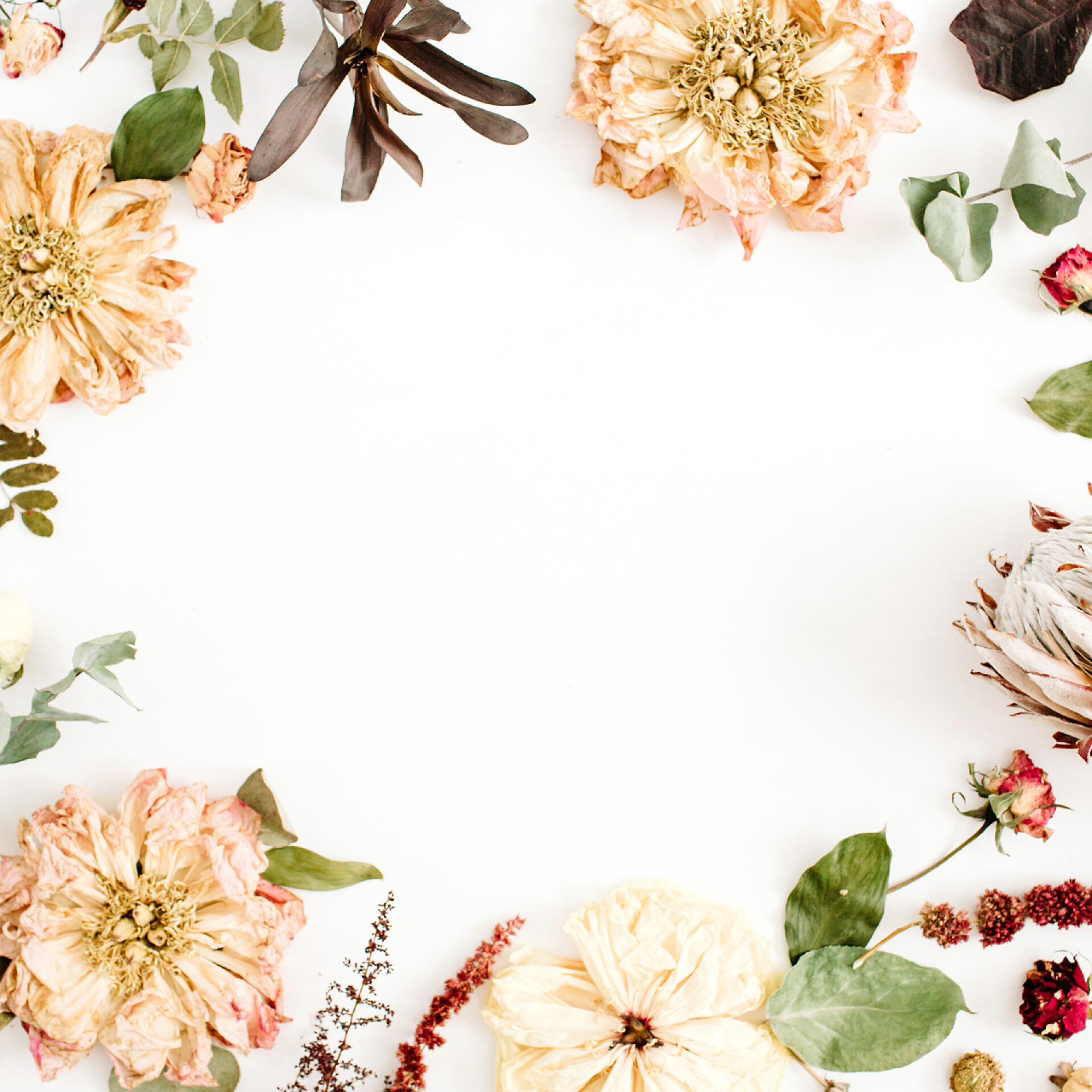 白色背景上的干花边框框架花卉背景
