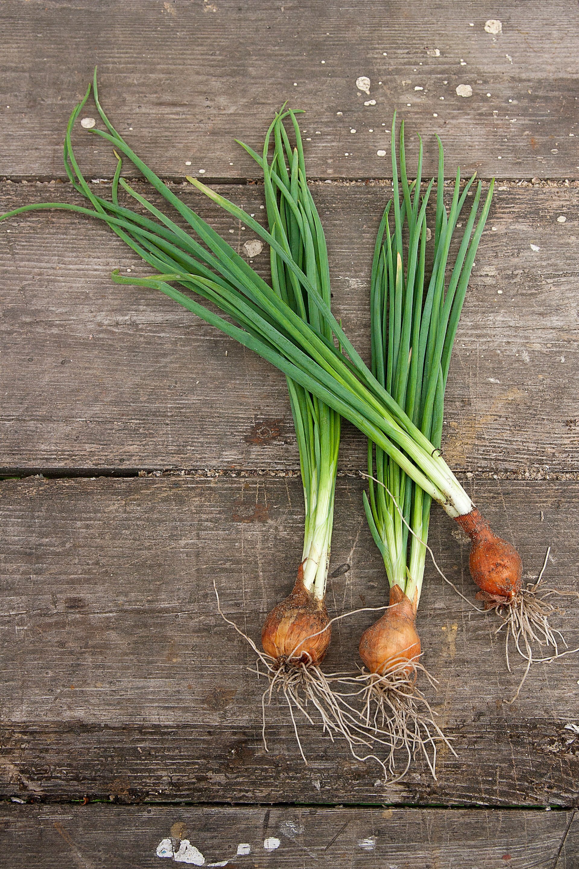 蔬菜木板上的大葱顶视图