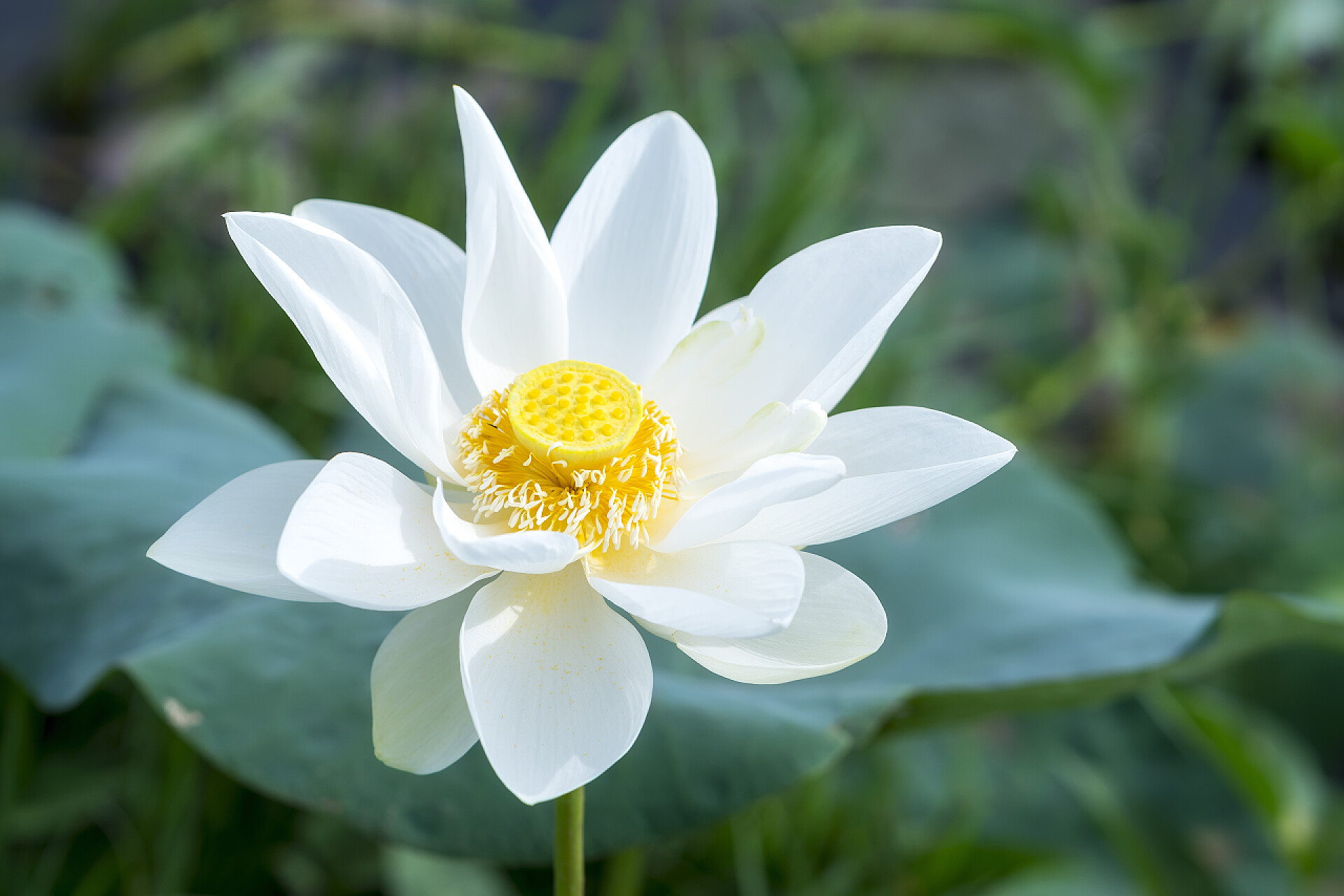 白莲花绽放在池塘里花朵