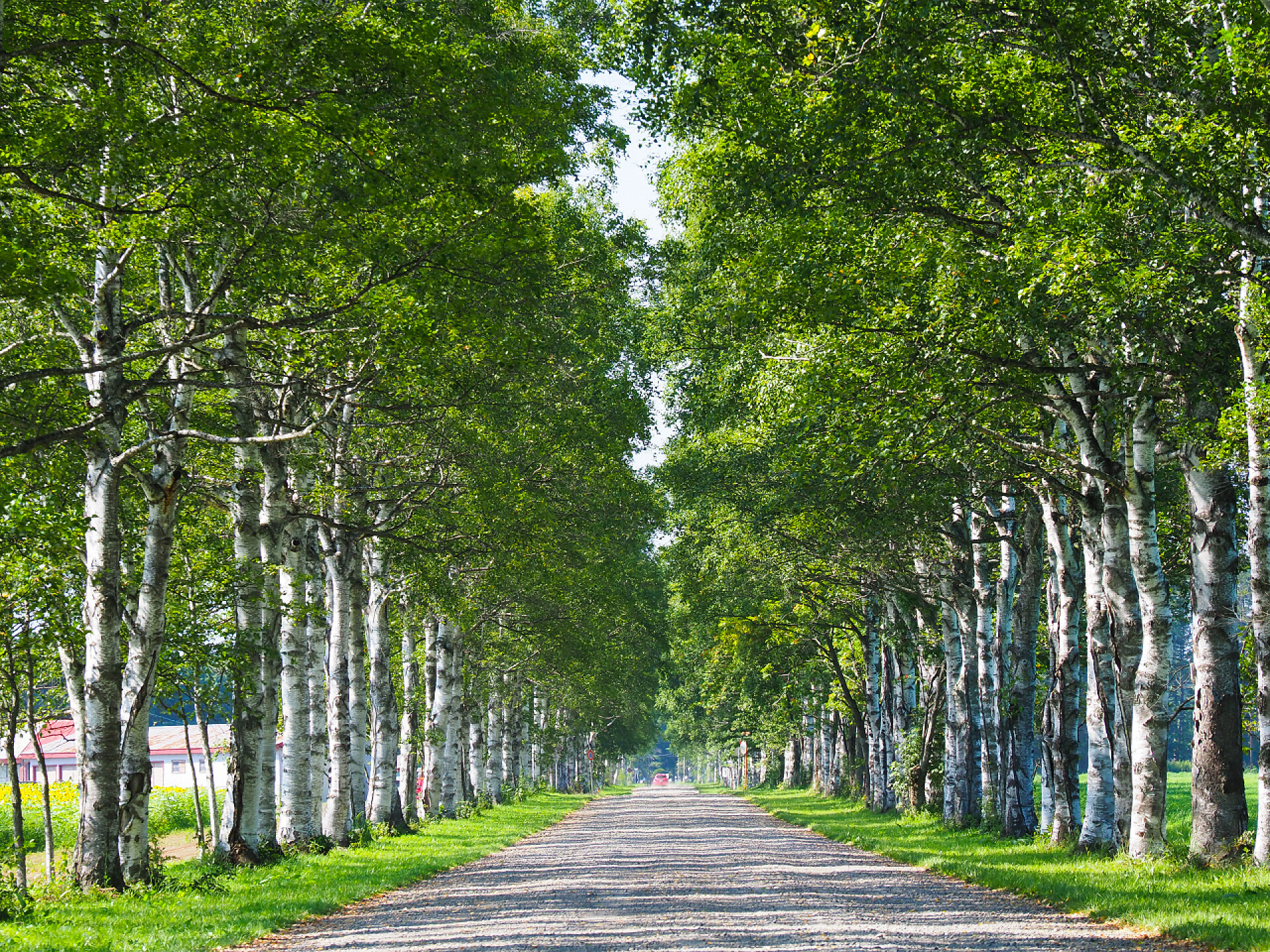 夏季北海道的绿树成荫的街道
