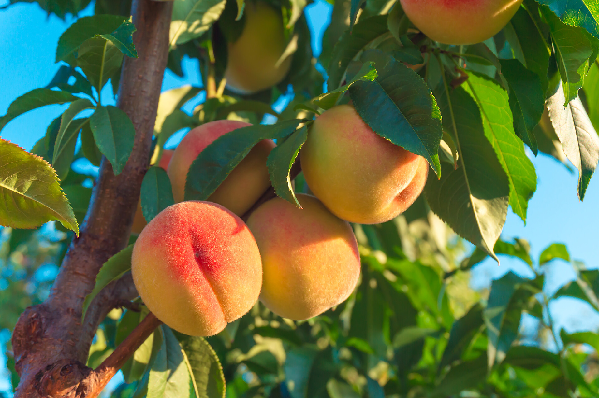 水果生长在一棵树上的桃子