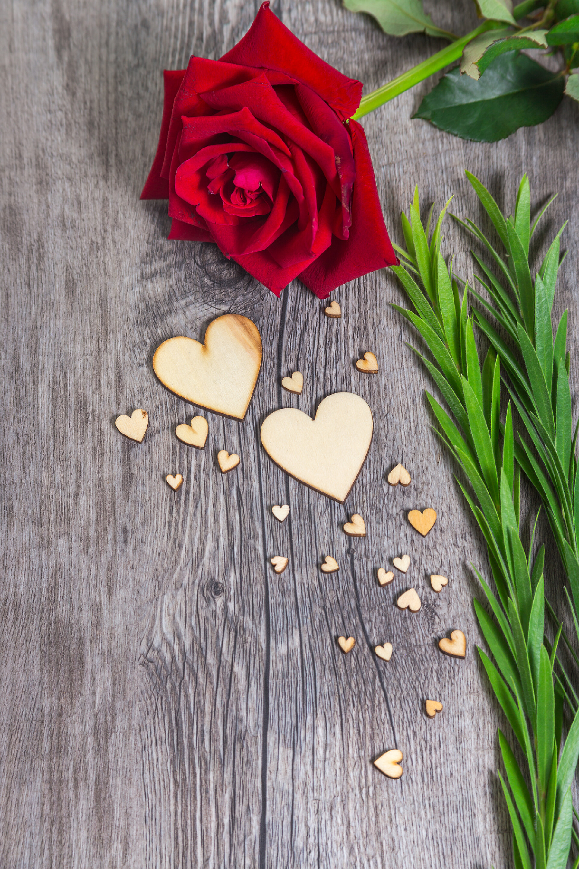 花卉俯拍红色玫瑰花