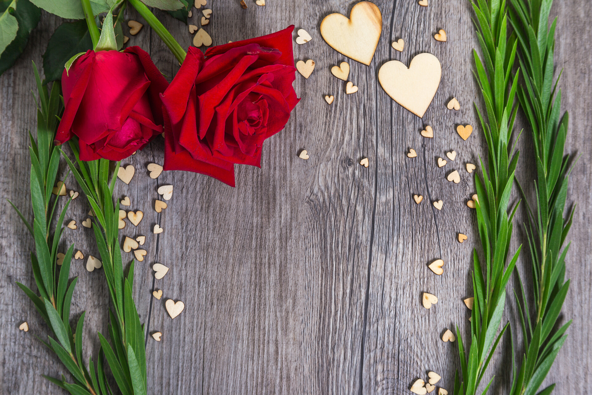 花卉俯拍红色玫瑰花