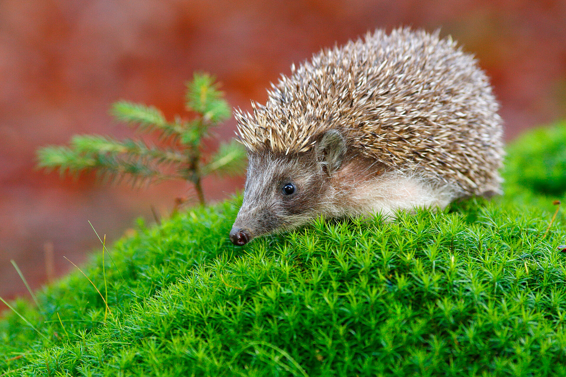 动物草地上的一只刺猬
