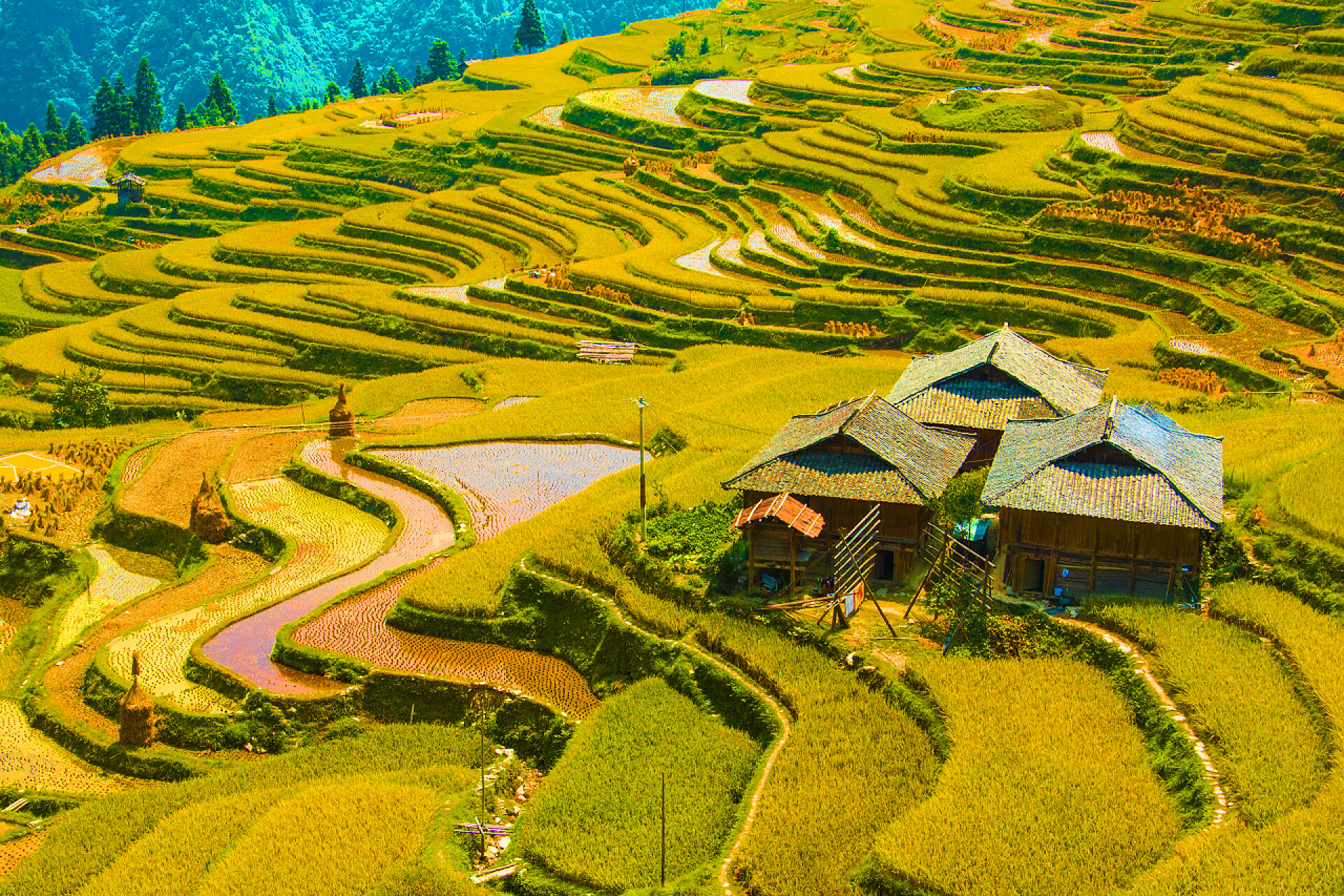 二十四节气芒种背景图芒种节芒种梯田农业中国贵州苗族梯田