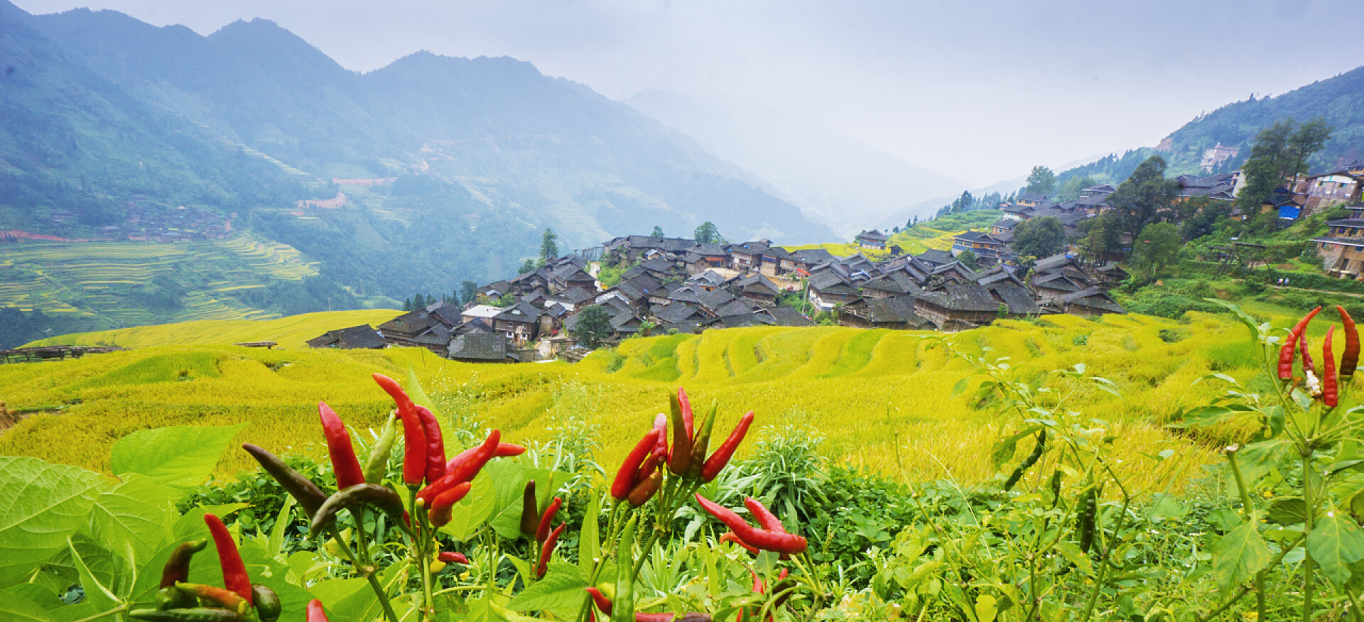 蔬菜中国贵州苗寨农田里的辣椒