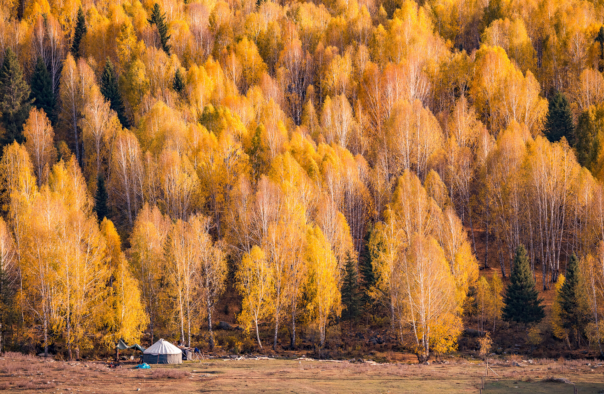 新疆禾木乡桦树林秋色自然风光风景