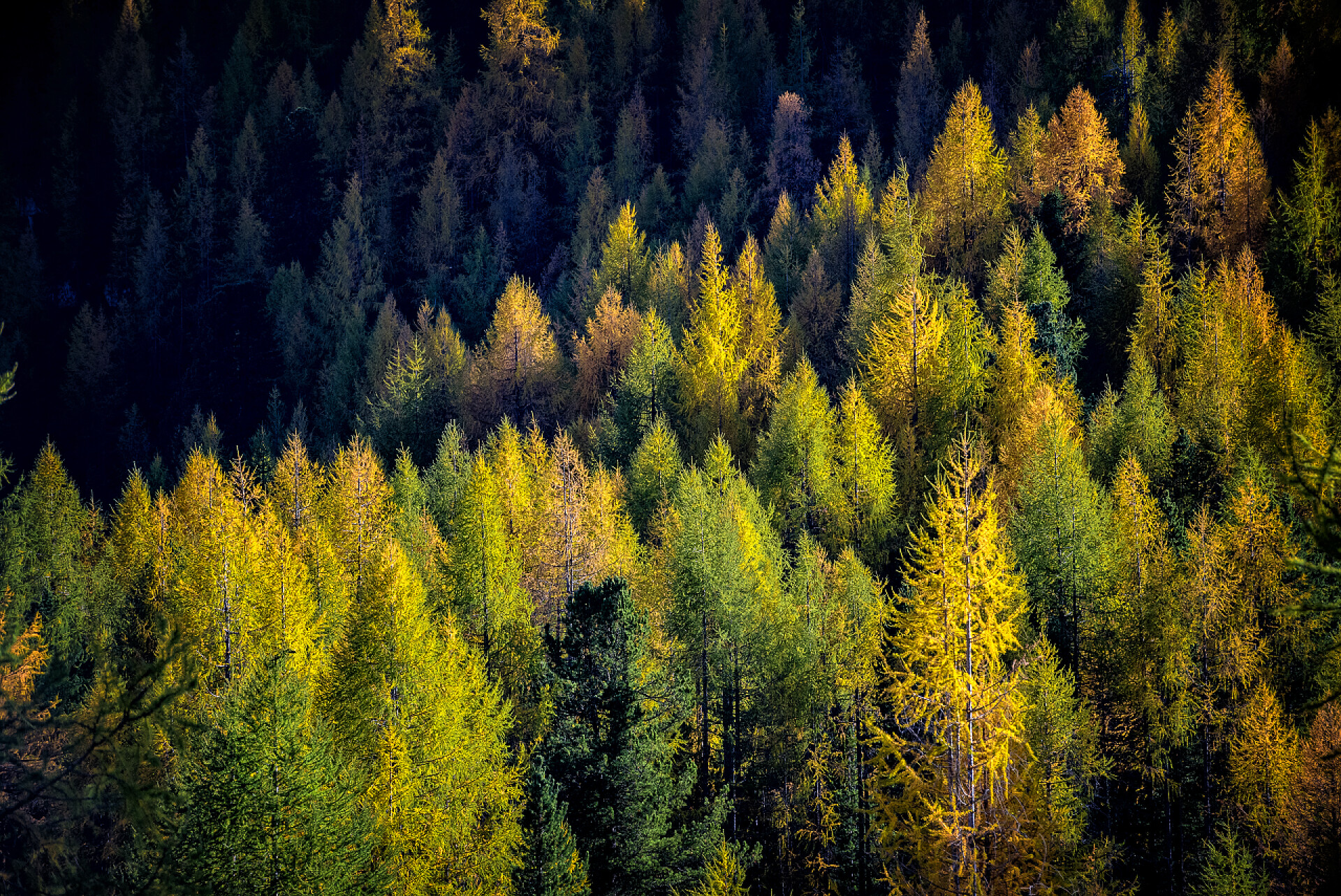 自然风光风景秋天高山森林染上了红色和黄色
