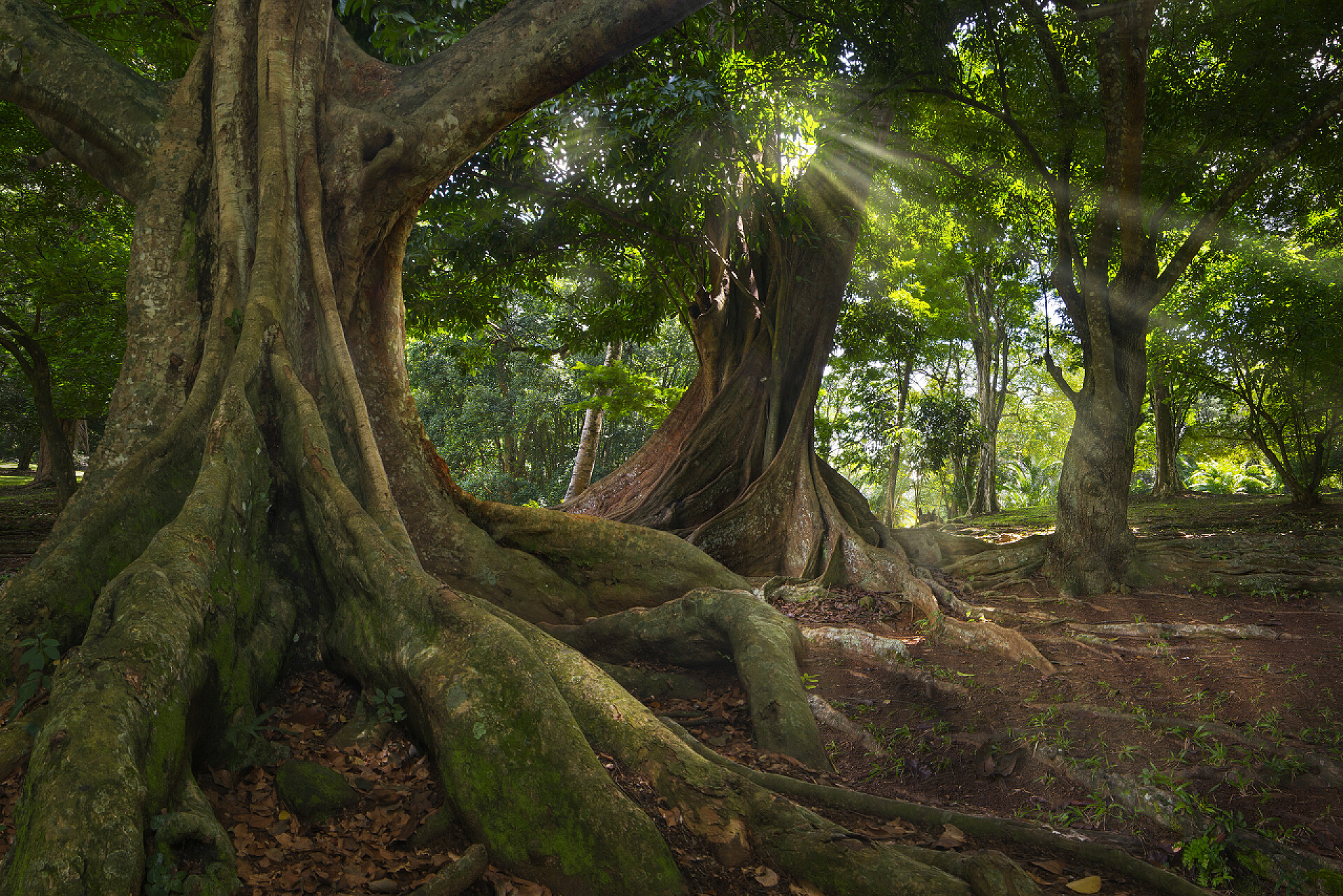 自然风光风景东南亚的热带丛林