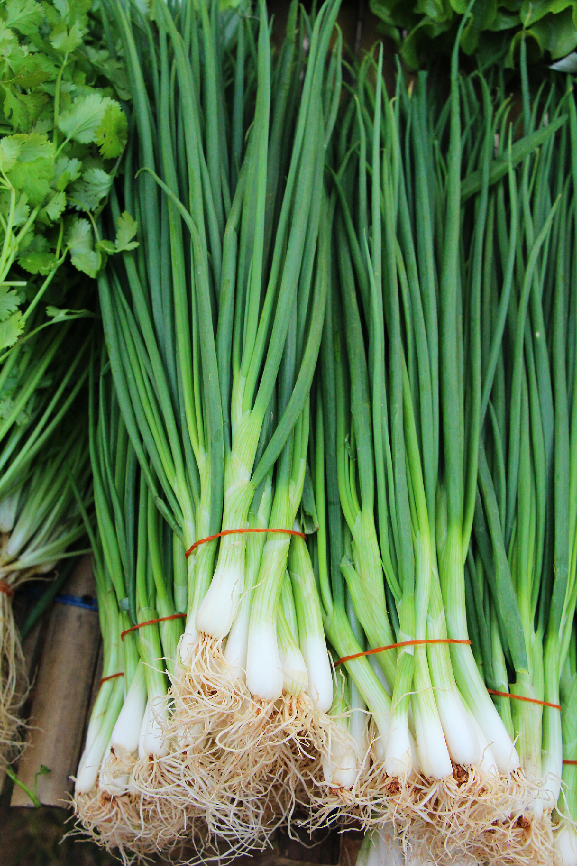 蔬菜在市场的新鲜葱