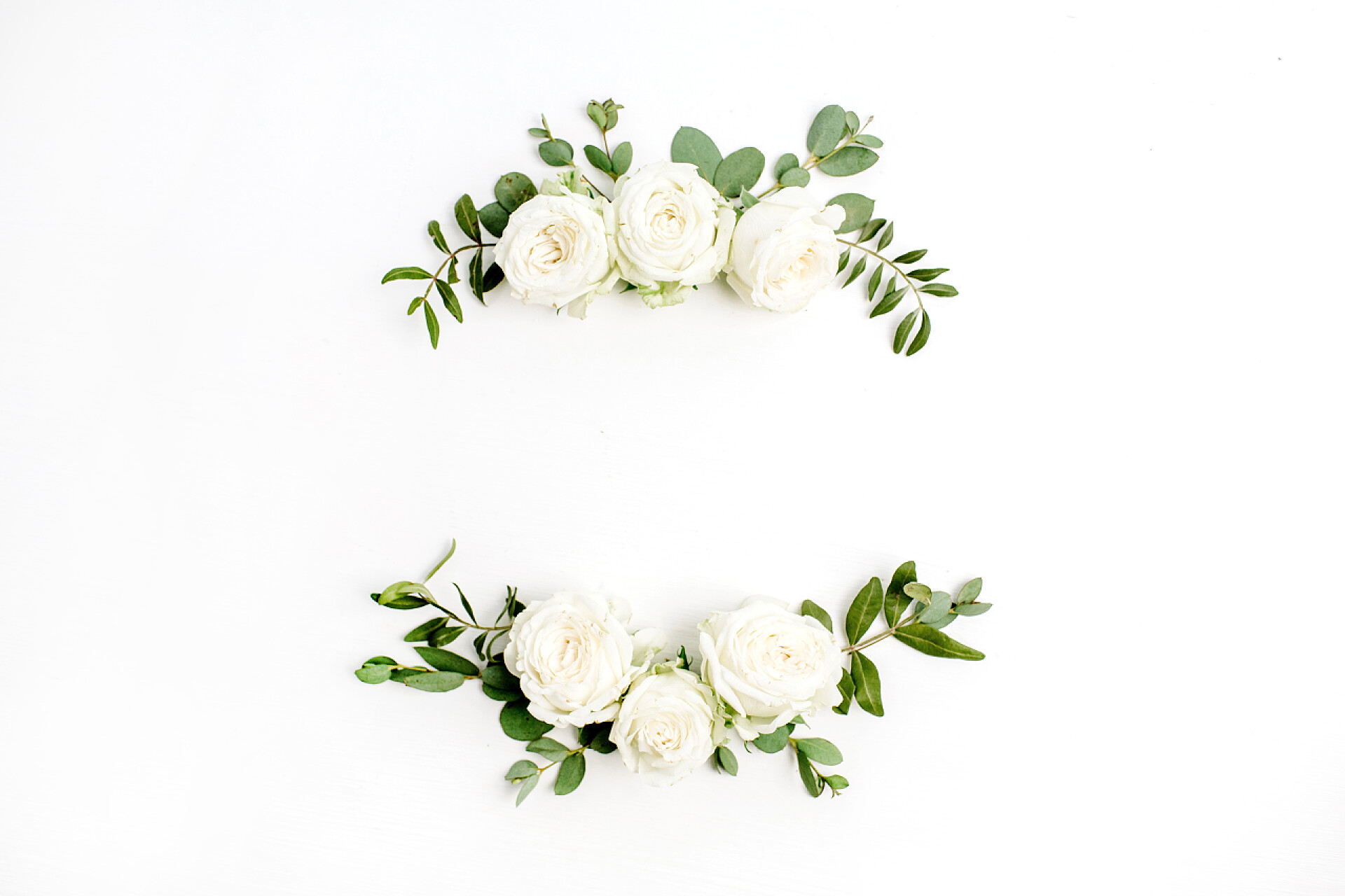 花朵茉莉花白玫瑰植物