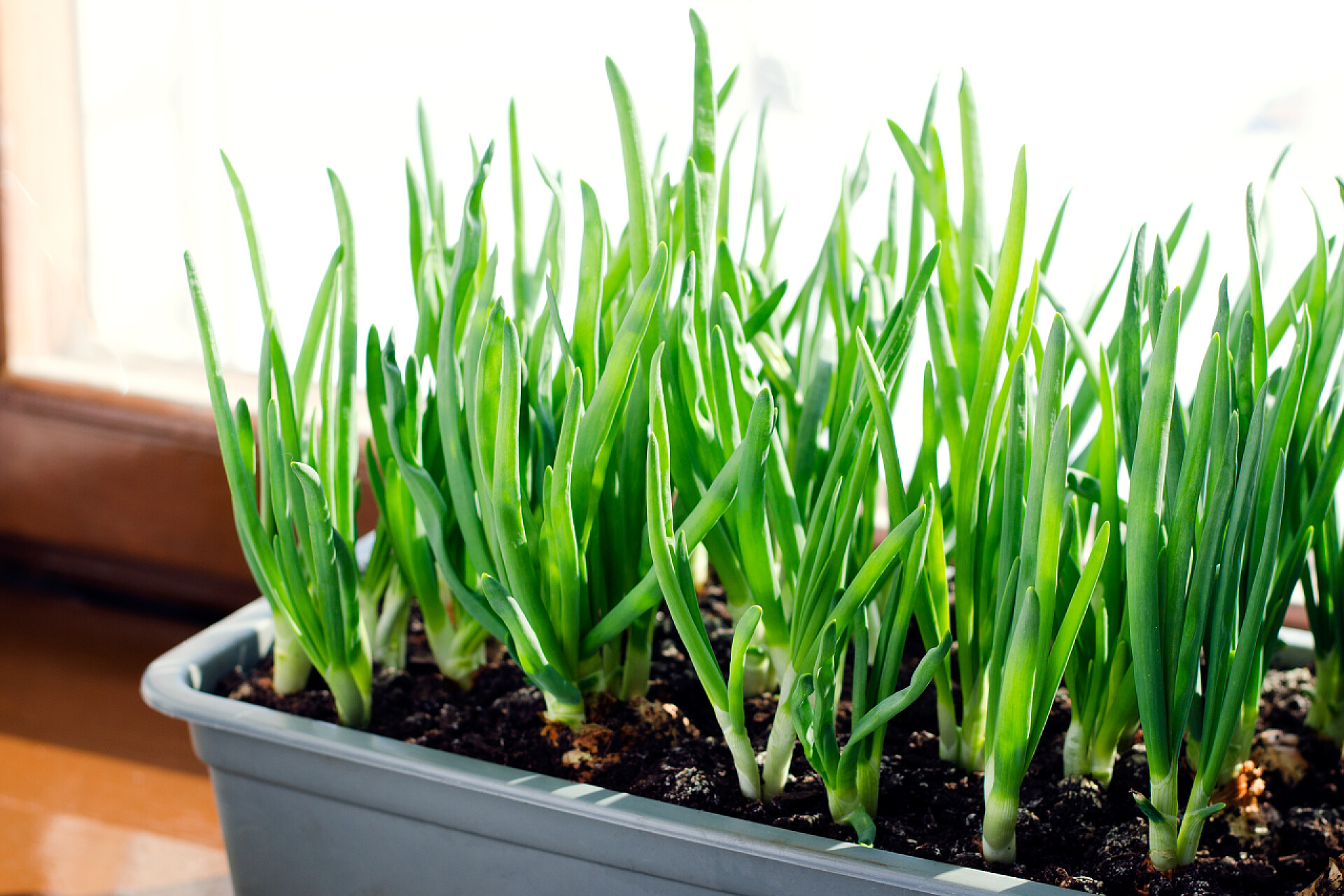 蔬菜在窗户上的盒子里生长着的大葱