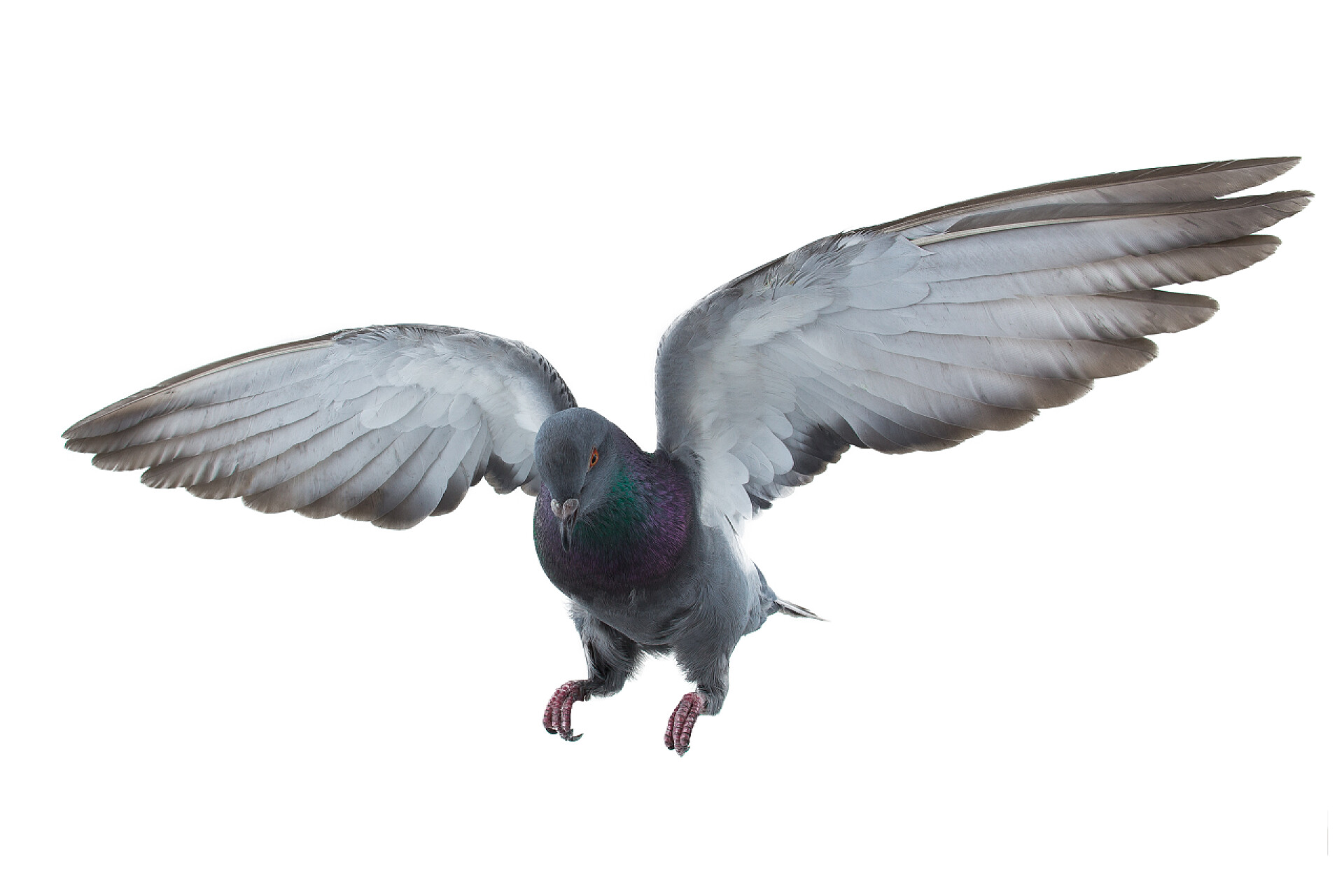 鸟类白色背景下飞行中的灰鸽