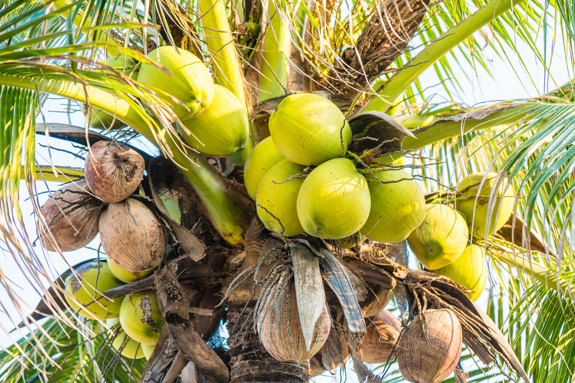 阳光下新鲜的水果椰子和植物棕榈树