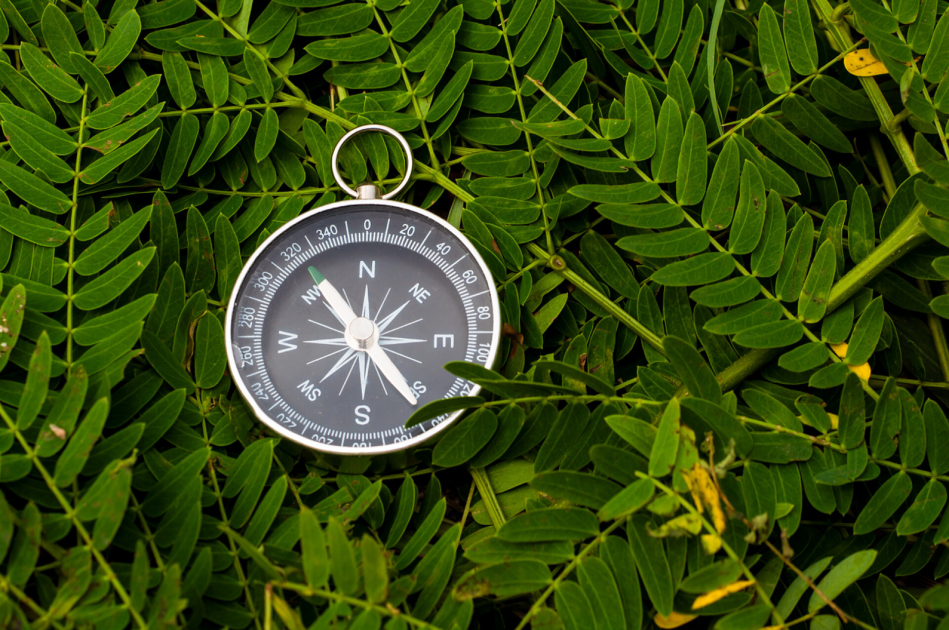 紧贴在绿叶上指南针