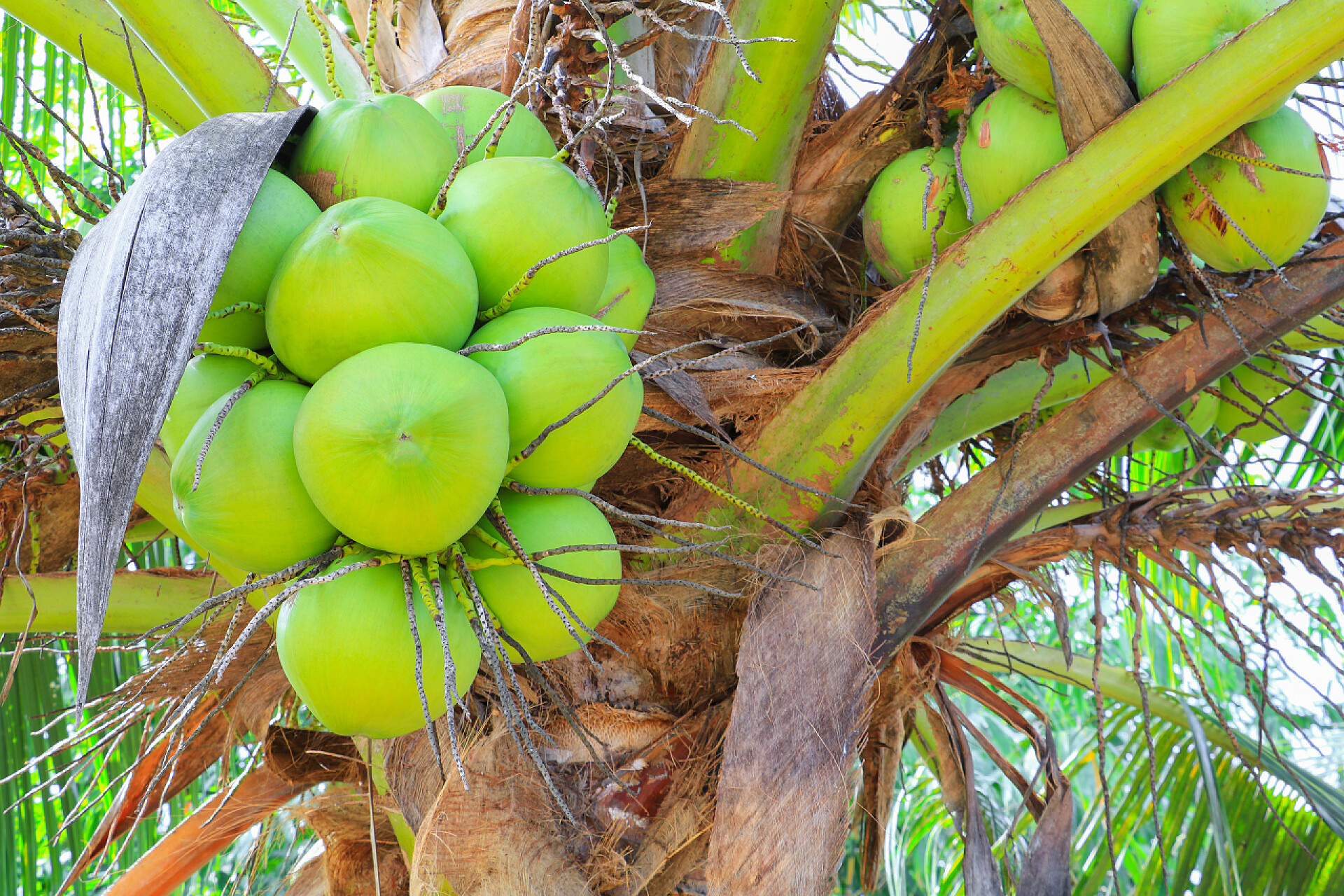 水果椰子树上的未成熟的青色椰子