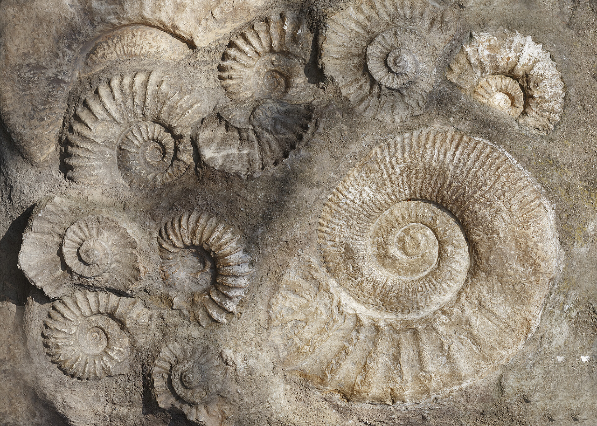 考古史前贝壳化石遗迹