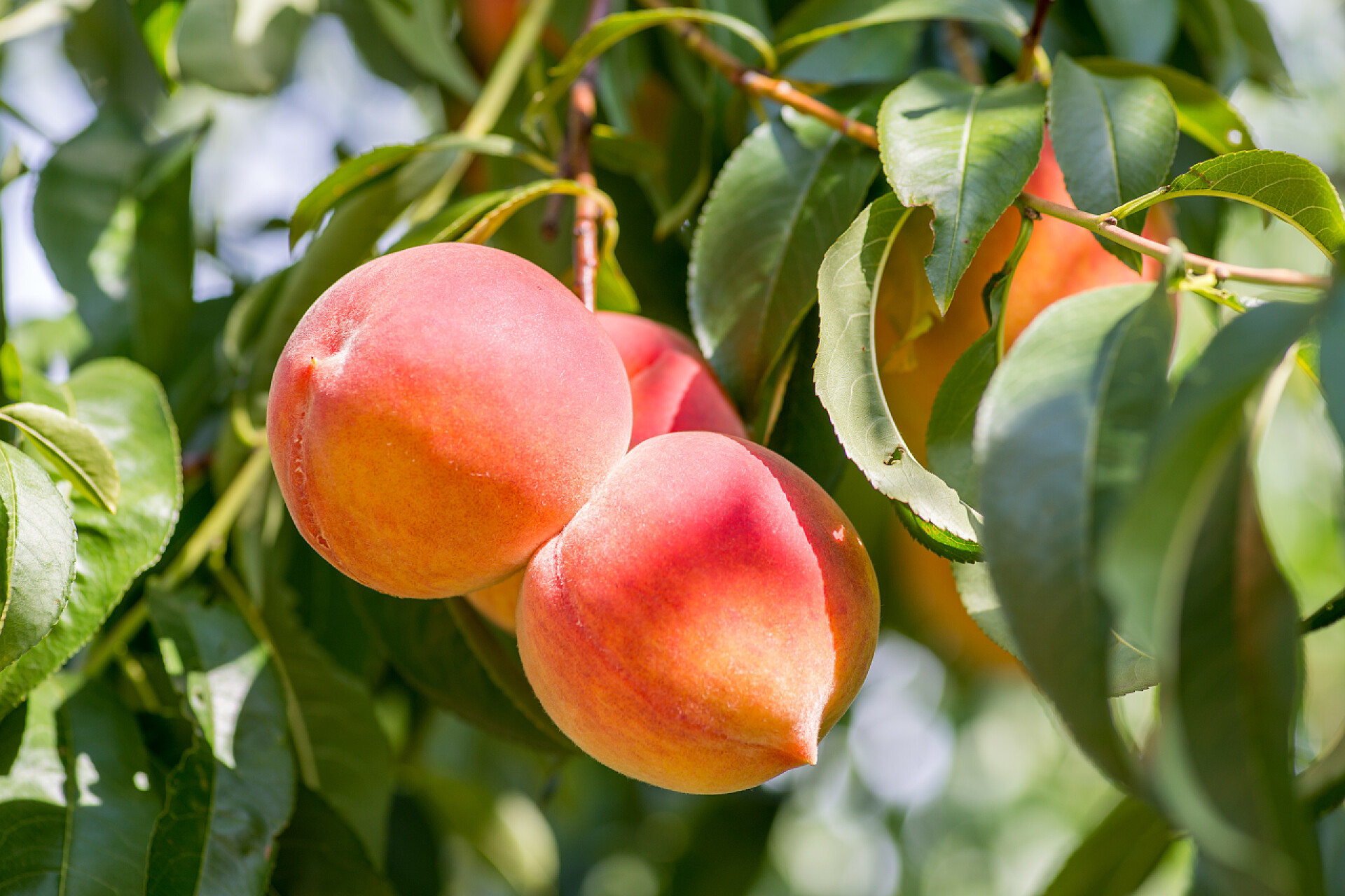 树上新鲜的桃子水果