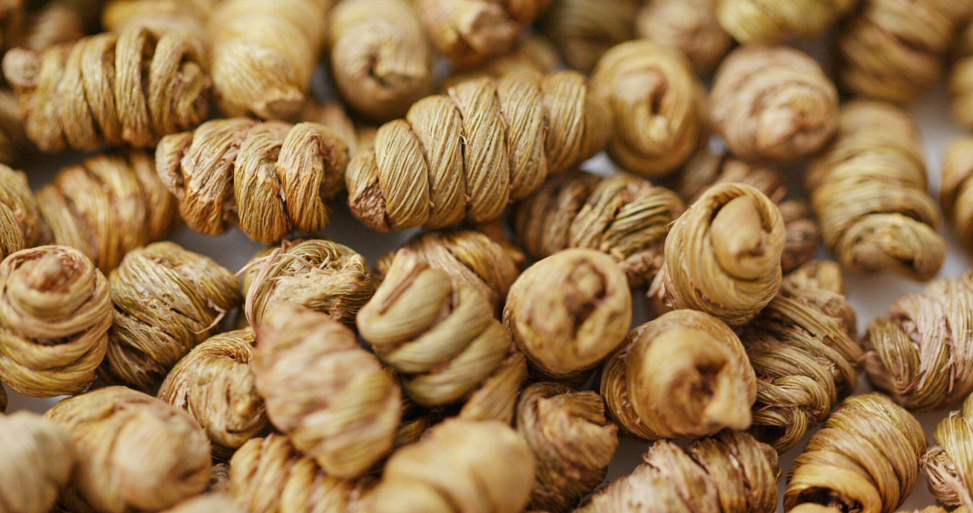 中药金钗石斛的特写