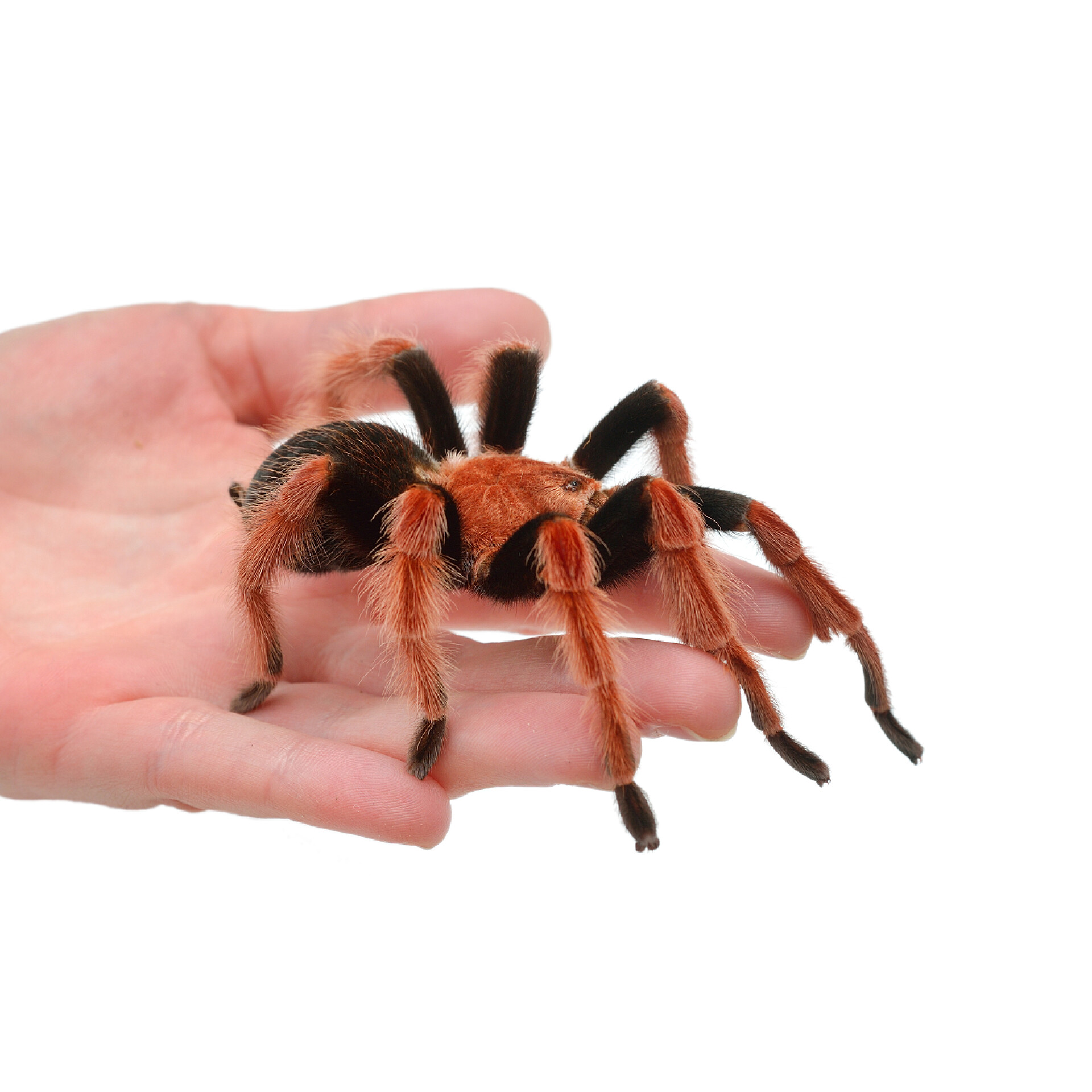 手拿着一个蜘蛛虫子