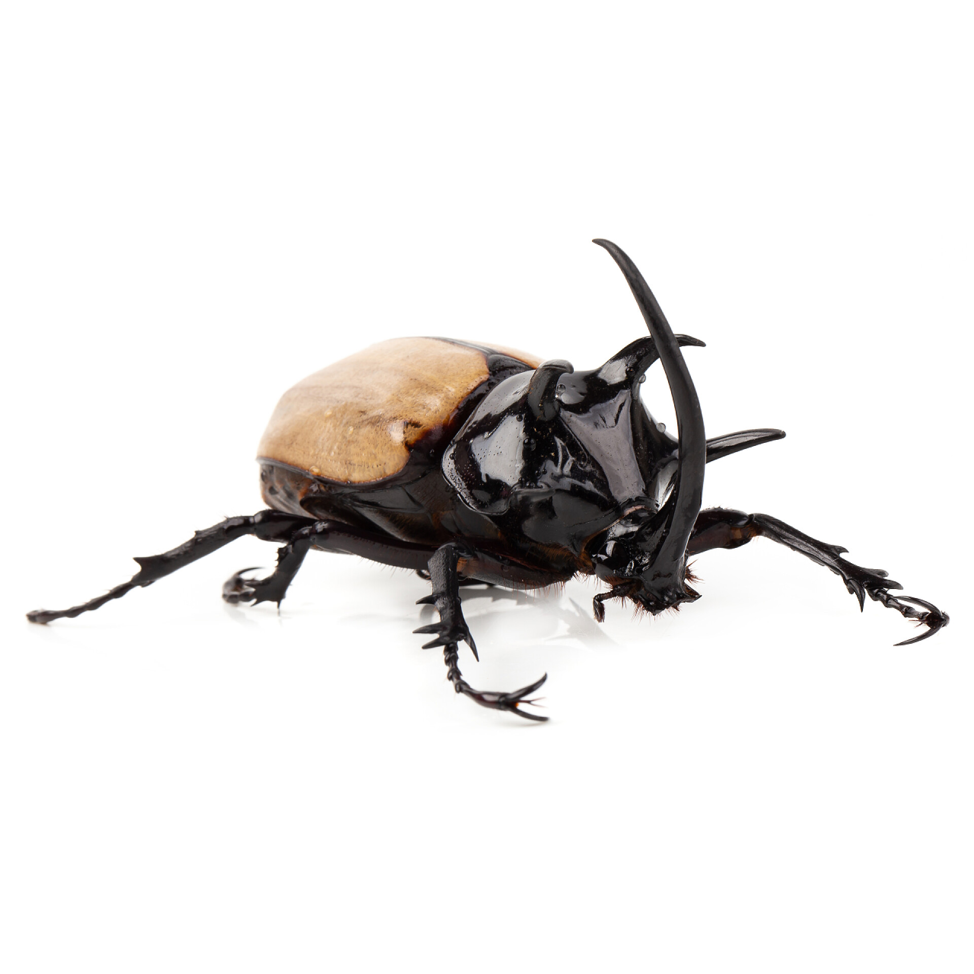 白色背景黄五角犀牛甲虫特写昆虫