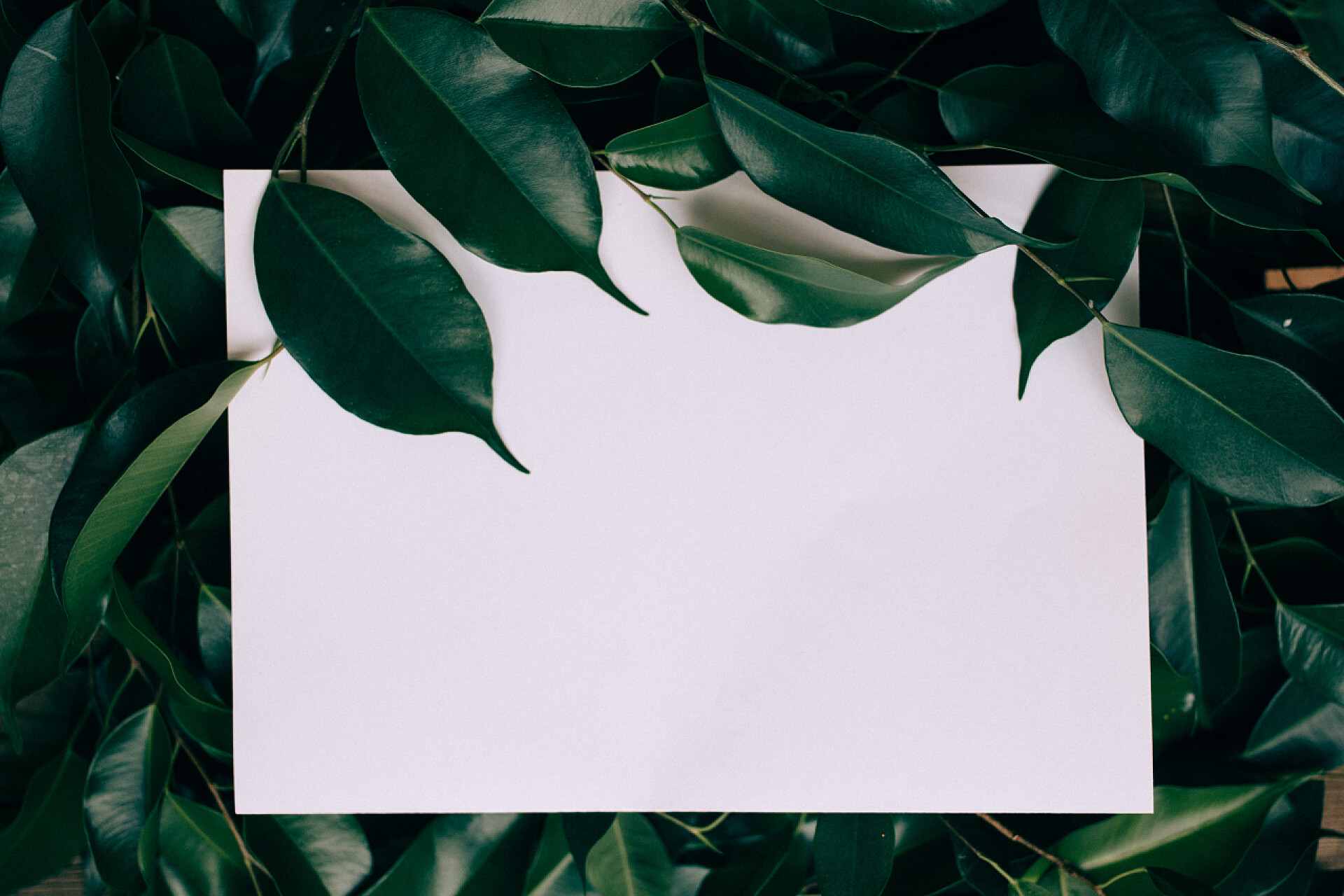 绿叶上的纸制卡片特写植物