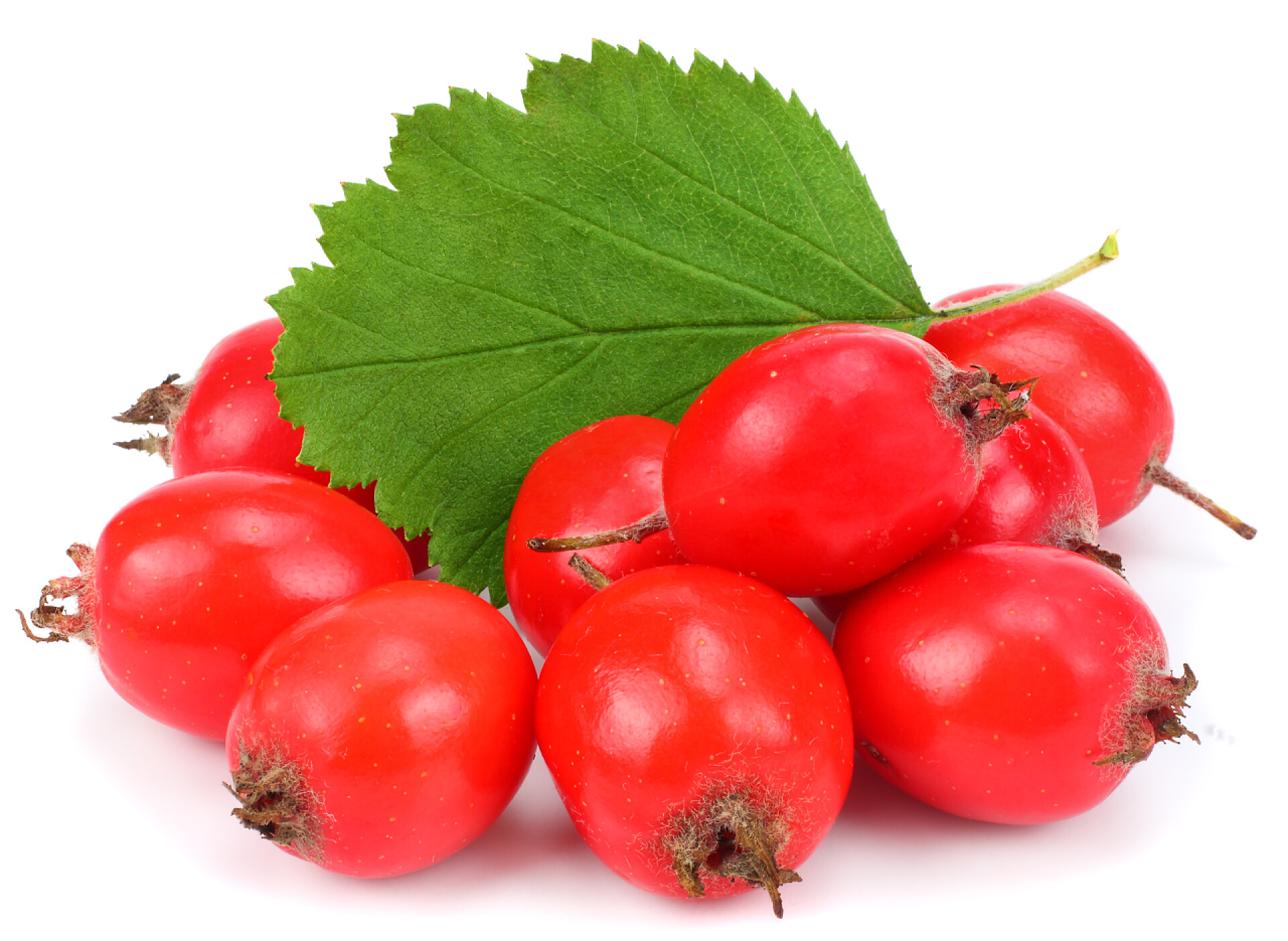 水果山楂浆果与绿色叶子特写