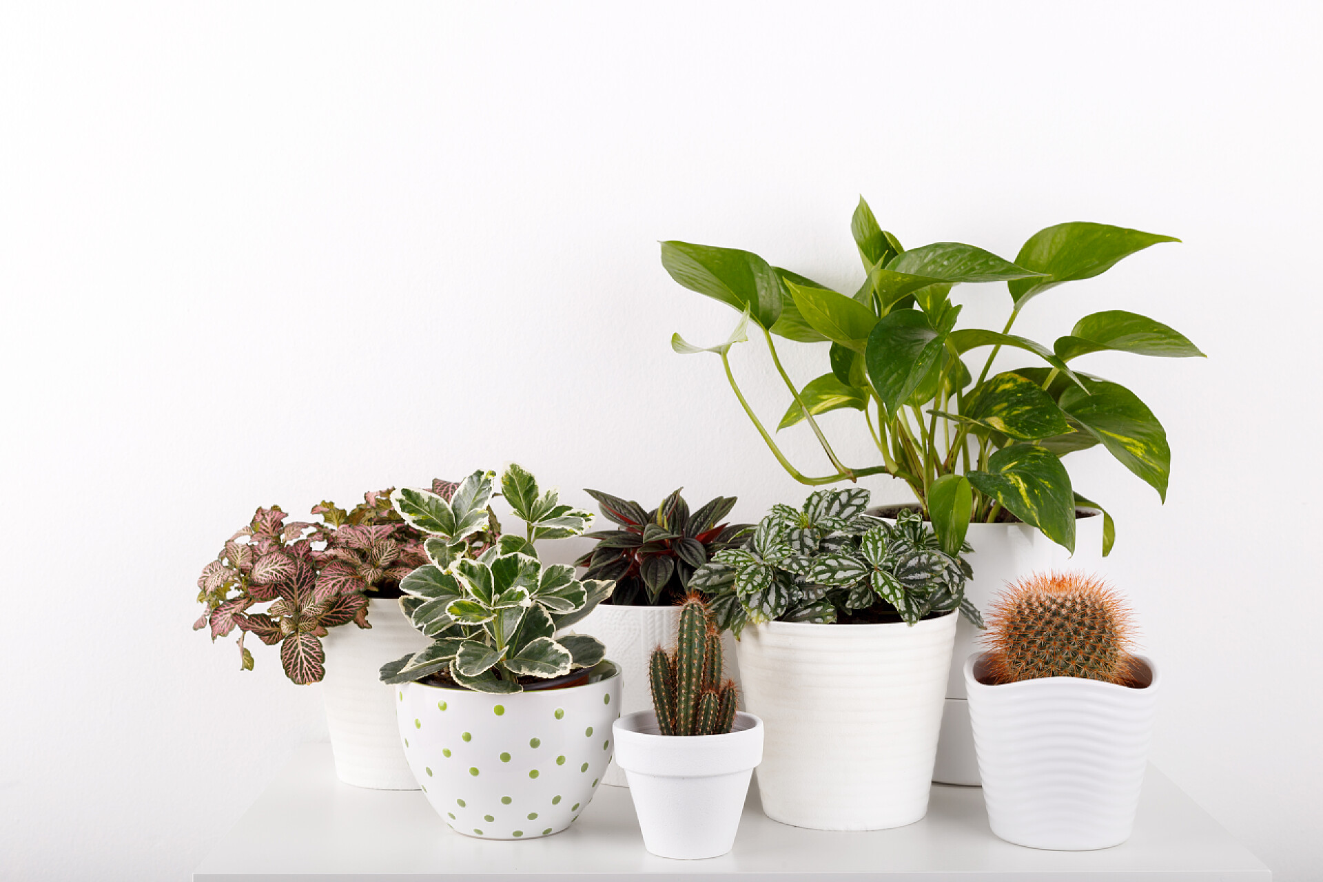 白色背景中各种各样的植物盆栽