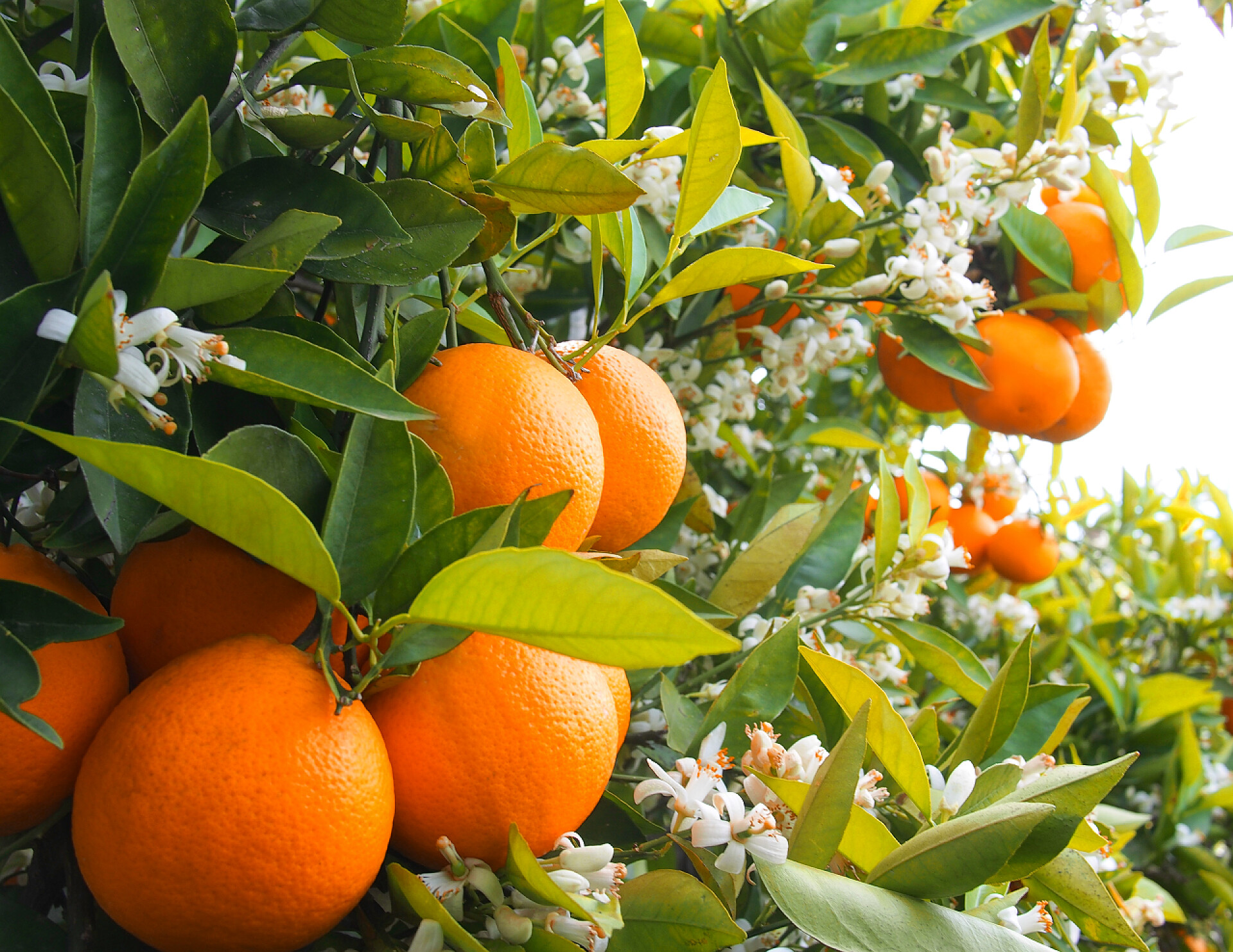 树上结满了成熟的橘子水果