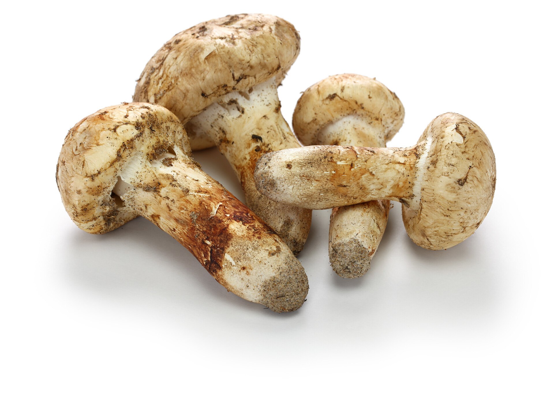 白色背景查出的松茸蘑菇