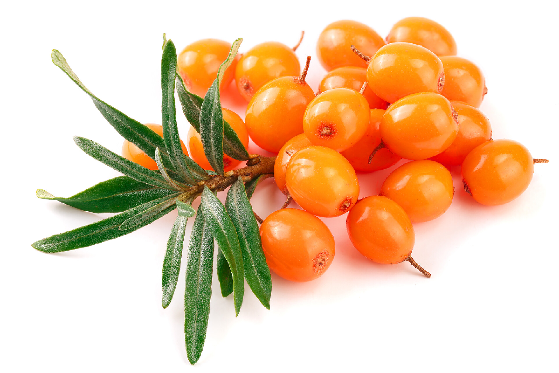 白色背景上的沙棘果水果浆果