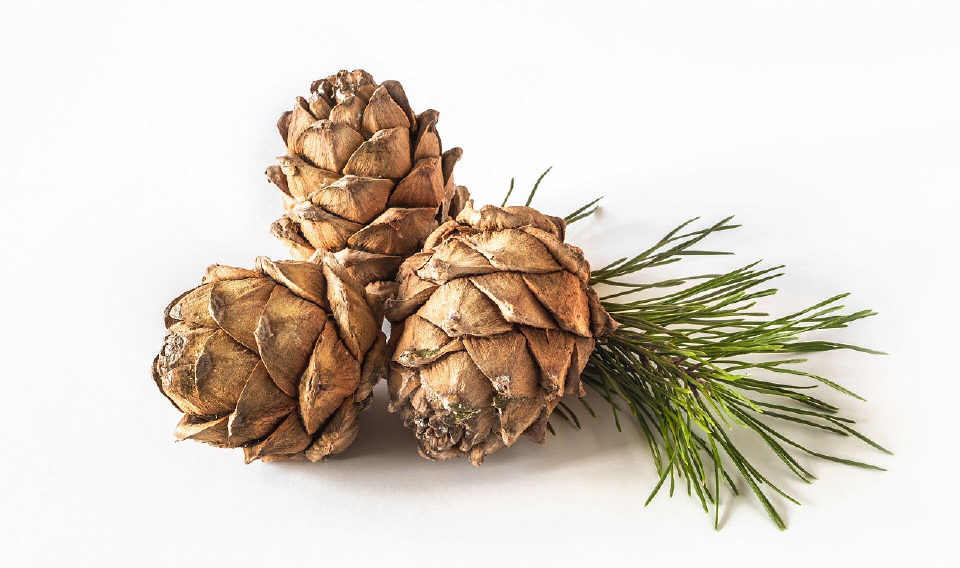 白色背景上的西伯利亚松果