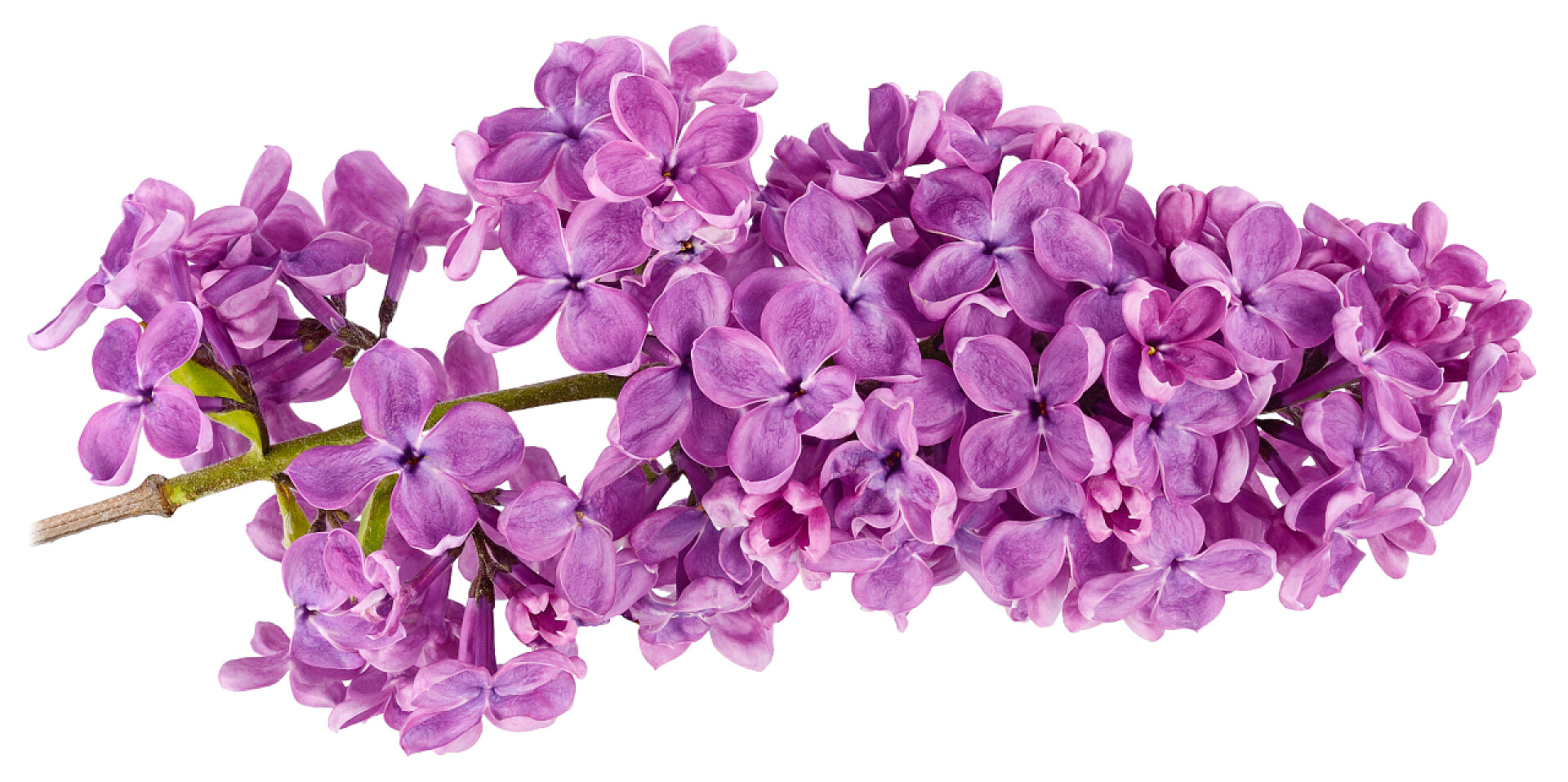 白色背景上一束丁香花鲜花