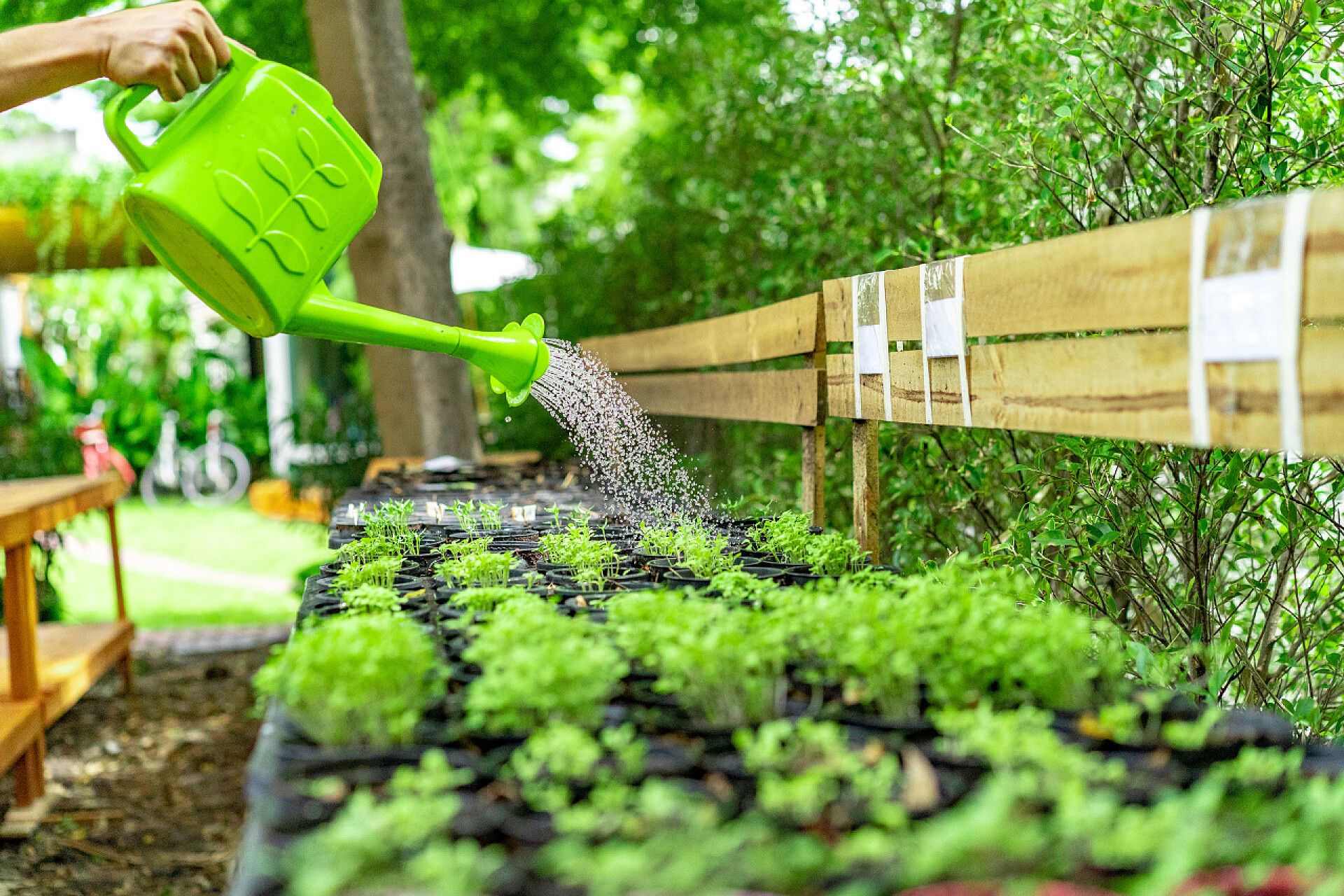 院子里给蔬菜浇水的特写镜头农作物
