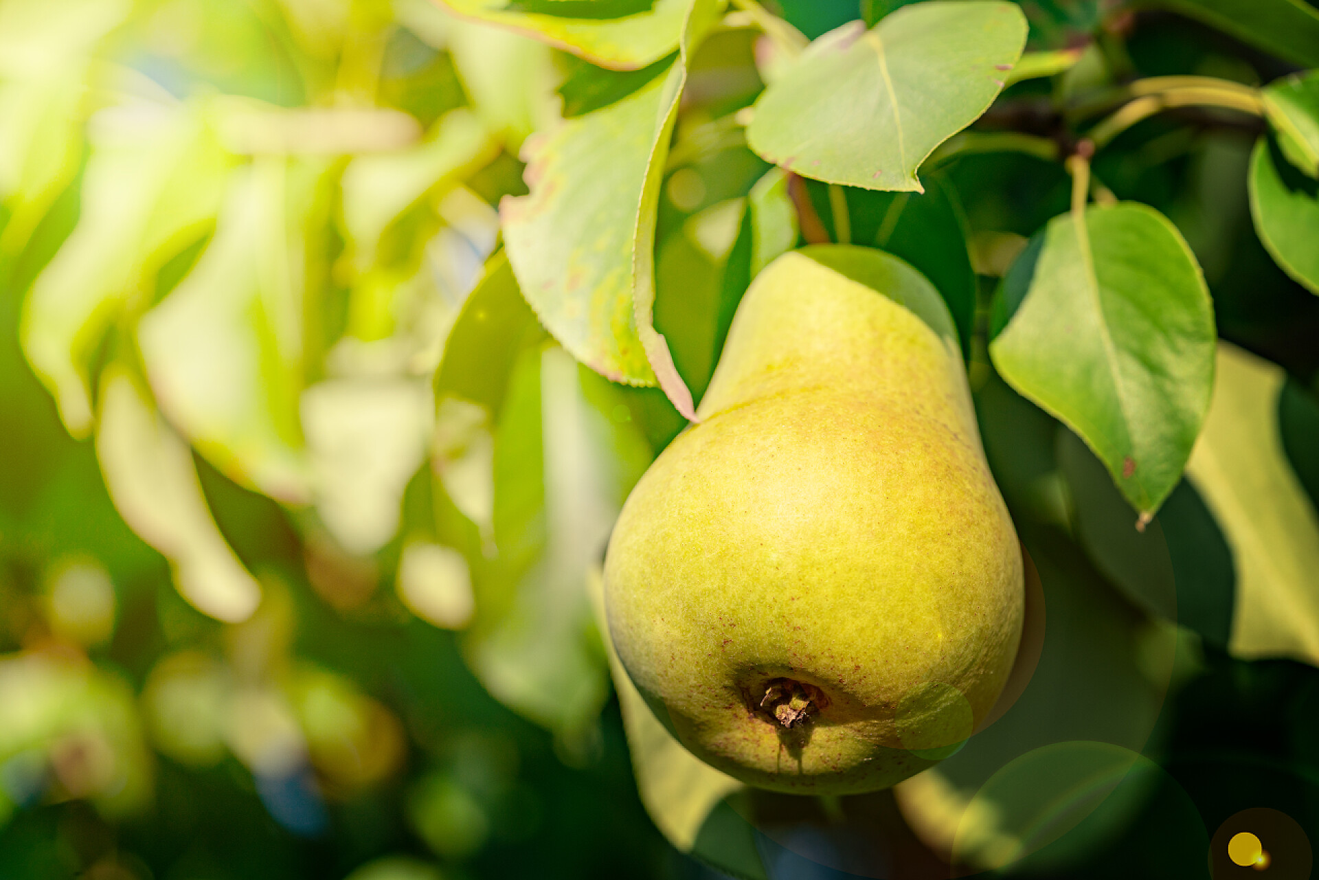 果园梨子水果特写