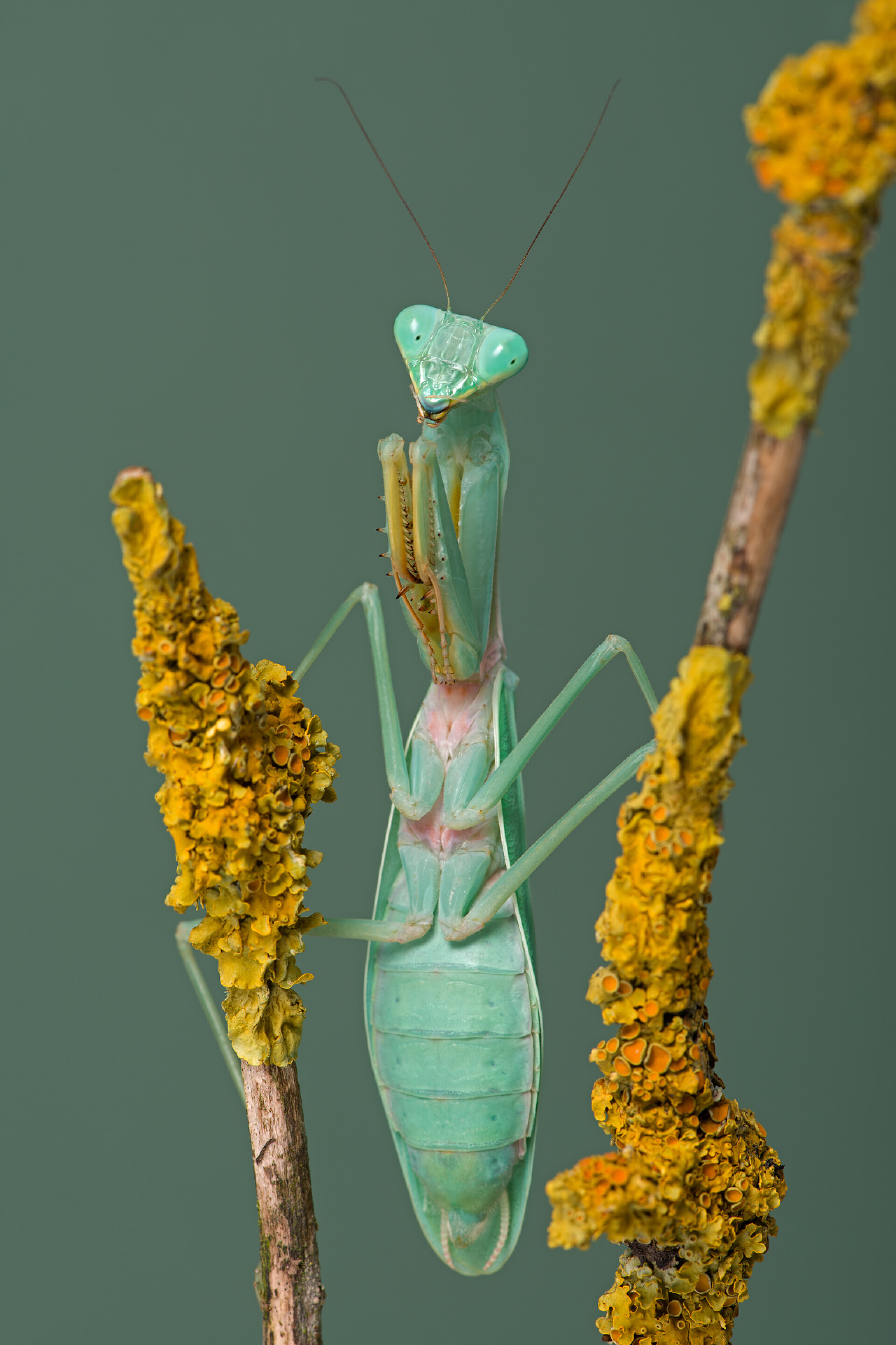 模糊背景上的蟑螂昆虫