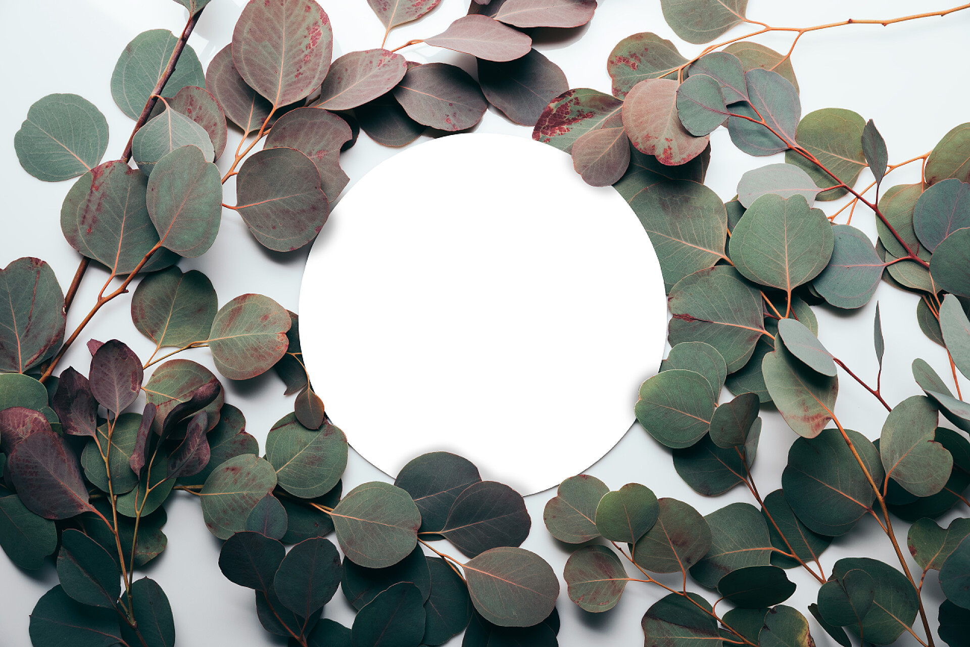 白色背景上的绿色叶子