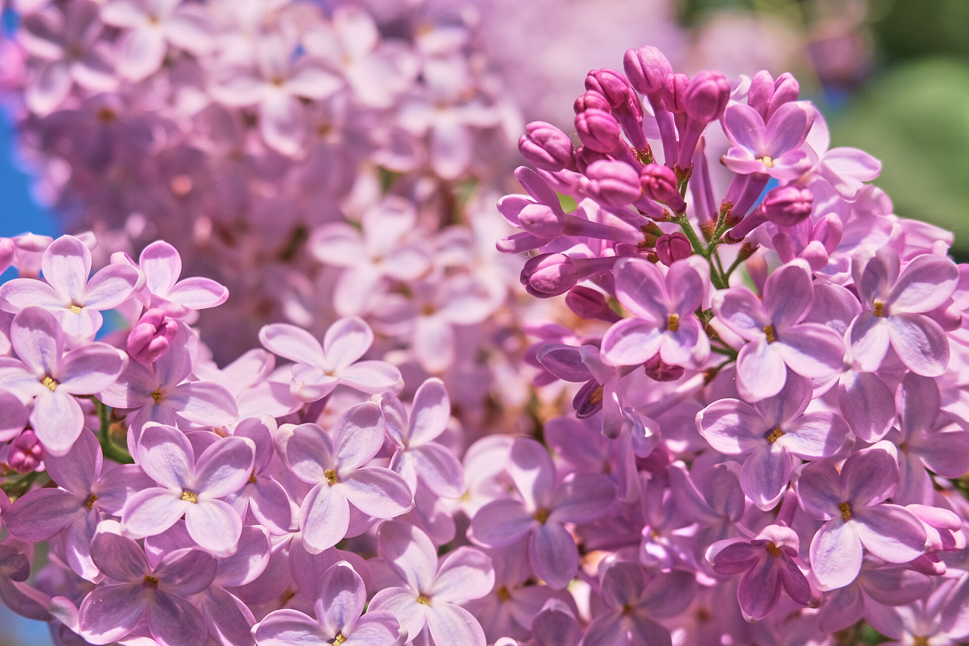 紫丁香花朵特写