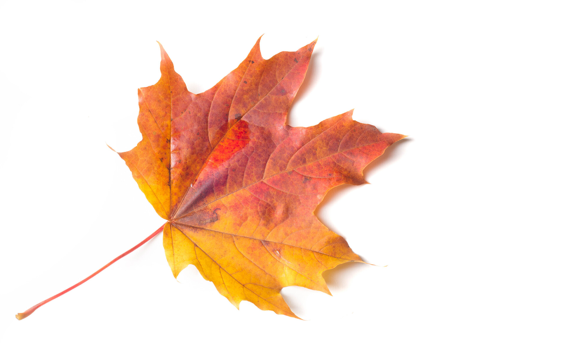 秋天枯萎的落叶