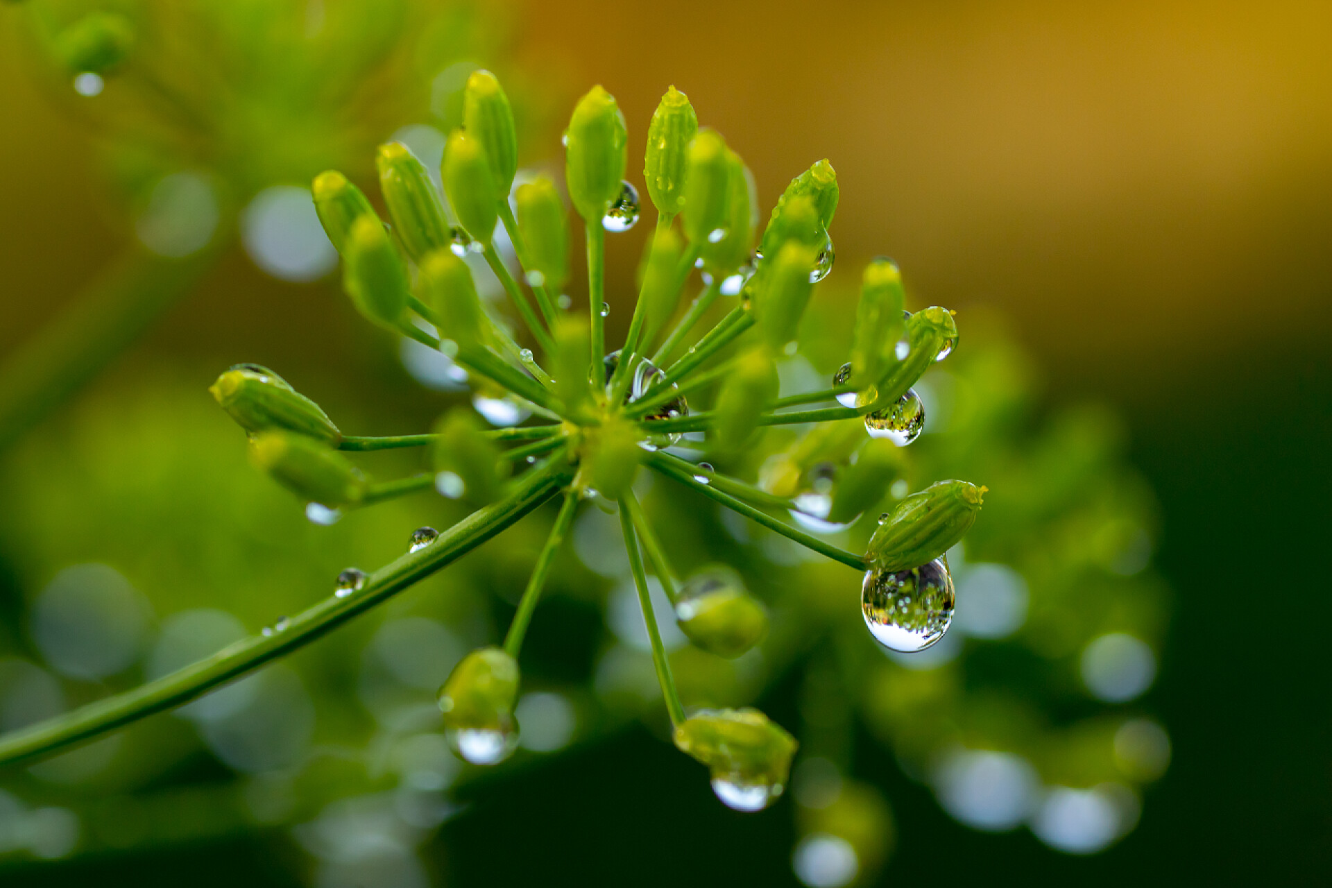 模糊背景上挂着水滴的绿色植物