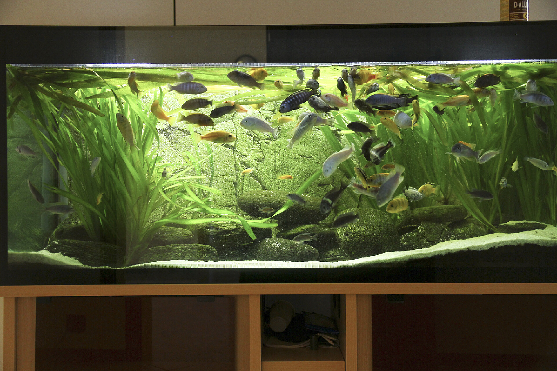 鱼缸里的鱼群和水里景观