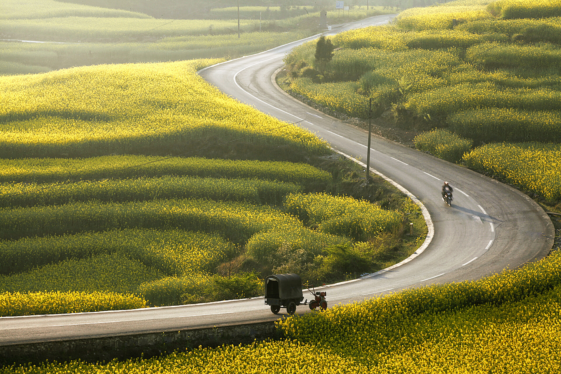 马路两边的田野里的黄花自然风光风景