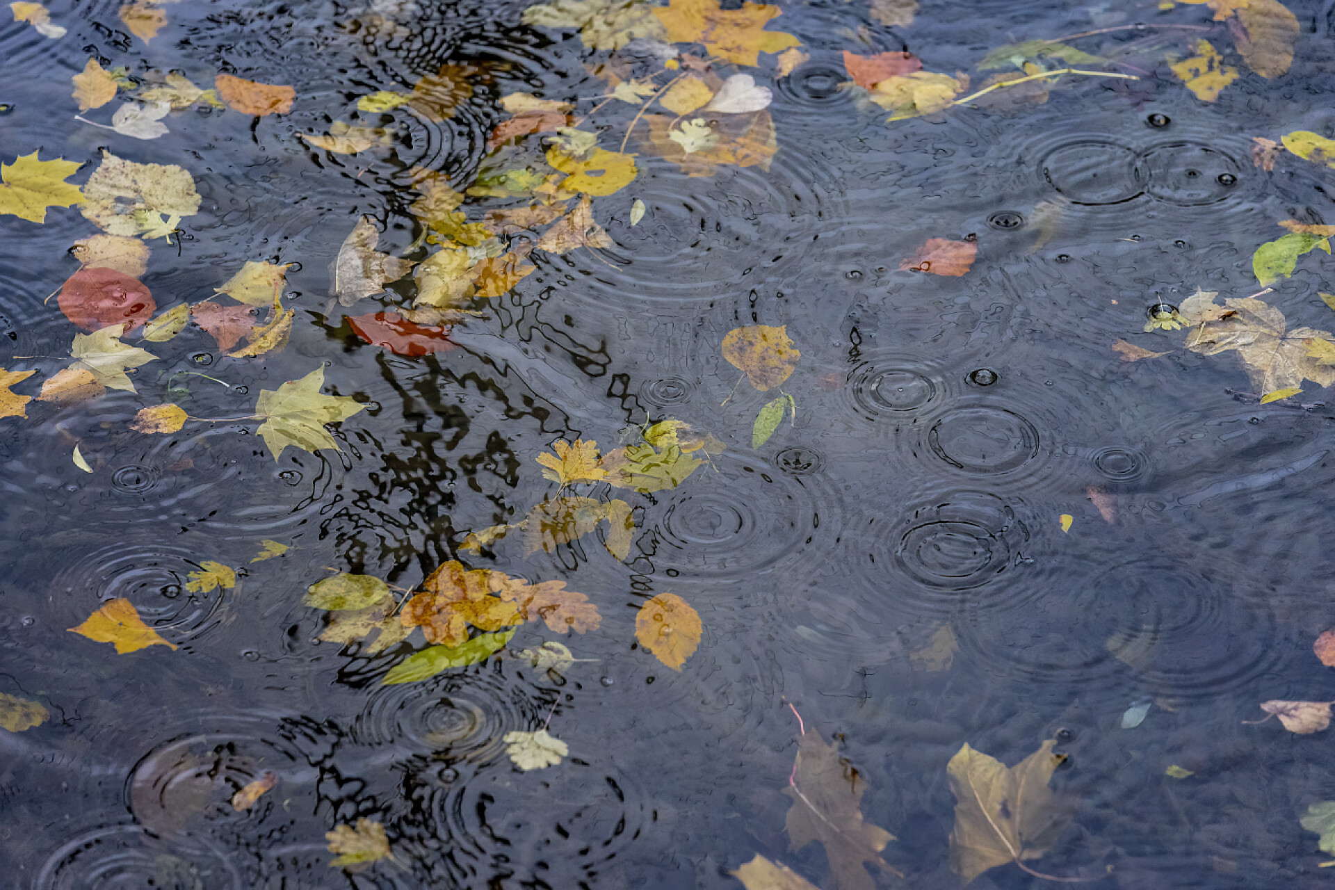 下雨打落的秋天的叶子