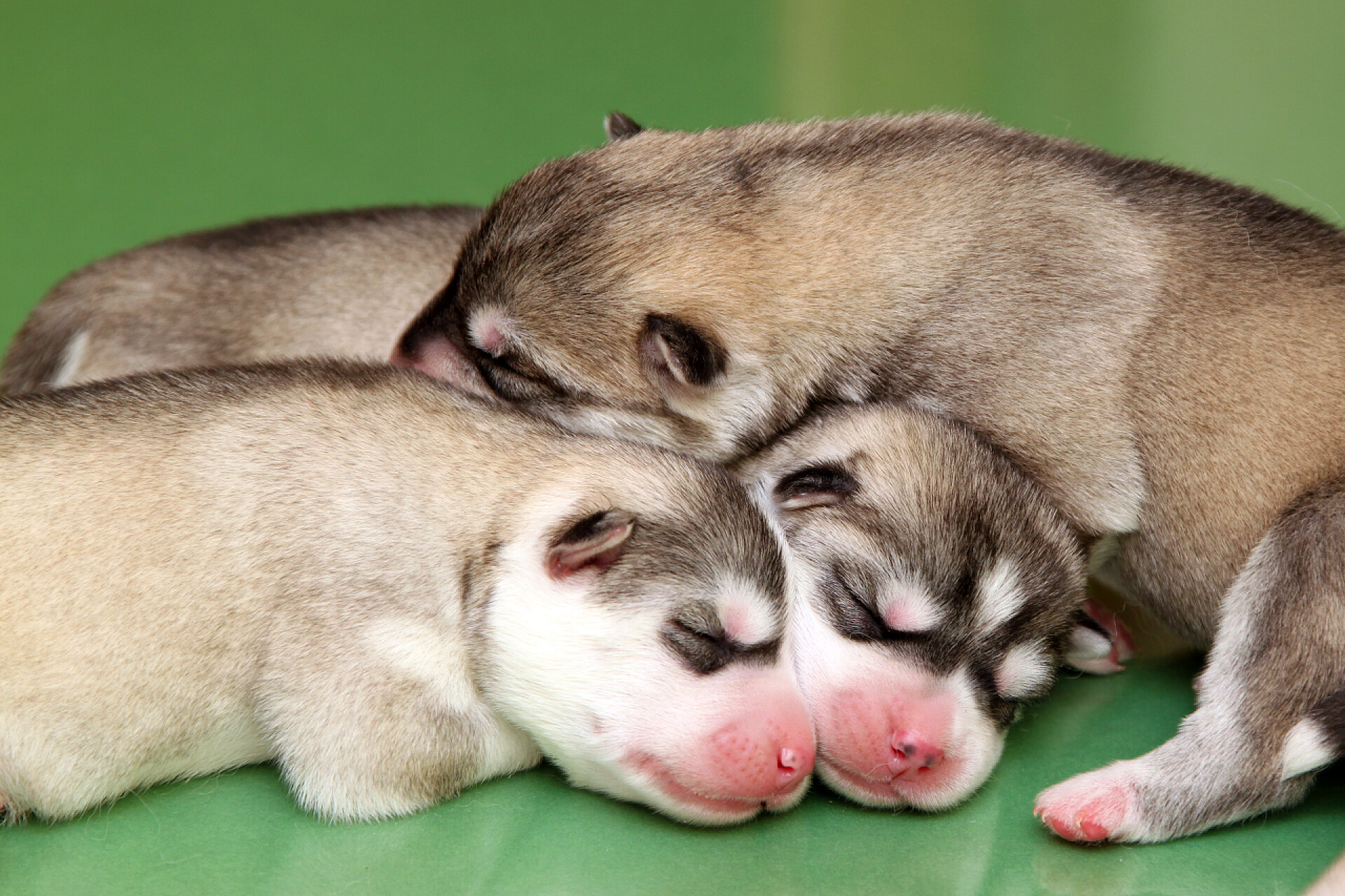 动物绿色背景下可敬的西伯利亚哈士奇小狗