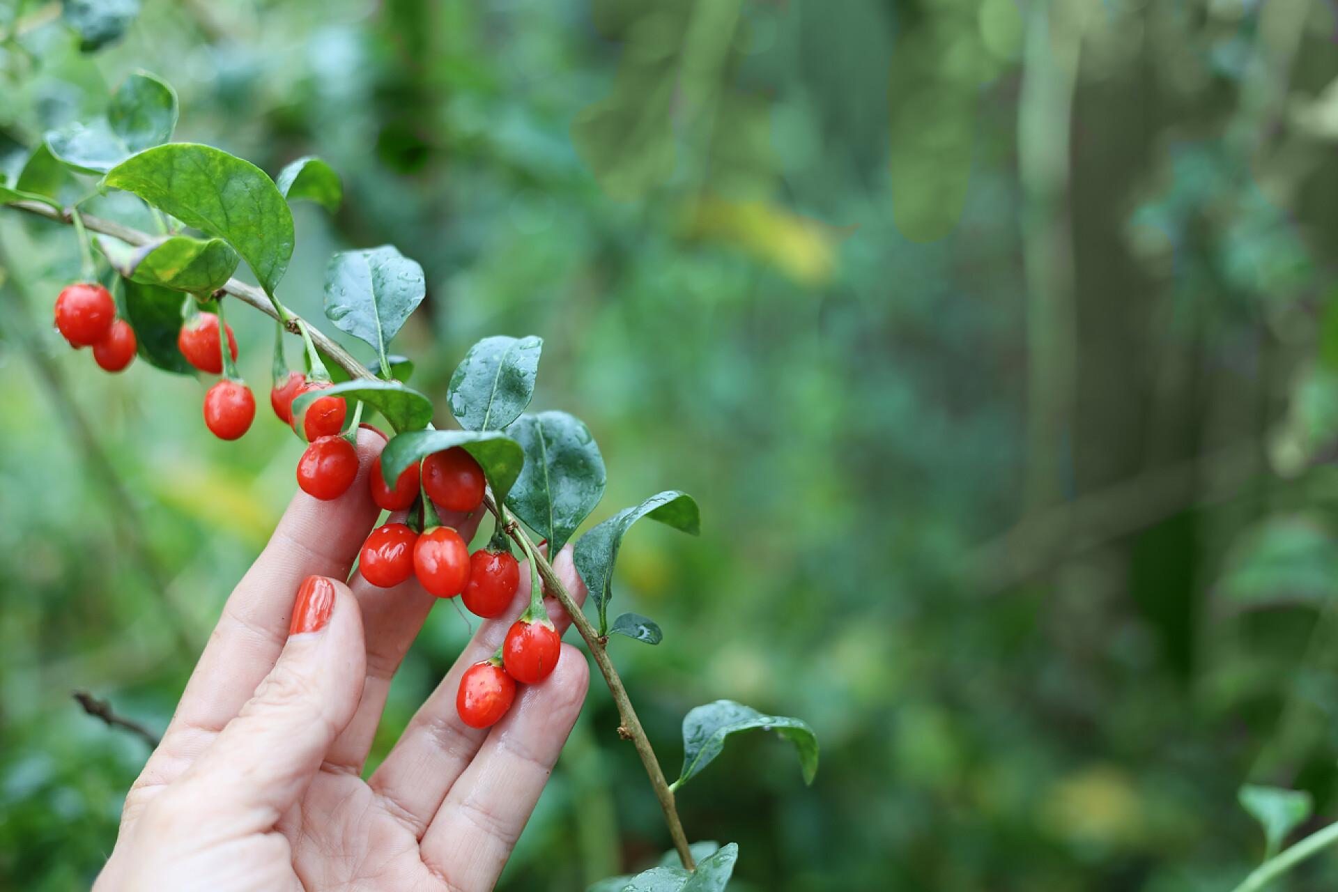 水果在郊外采摘醋栗浆果