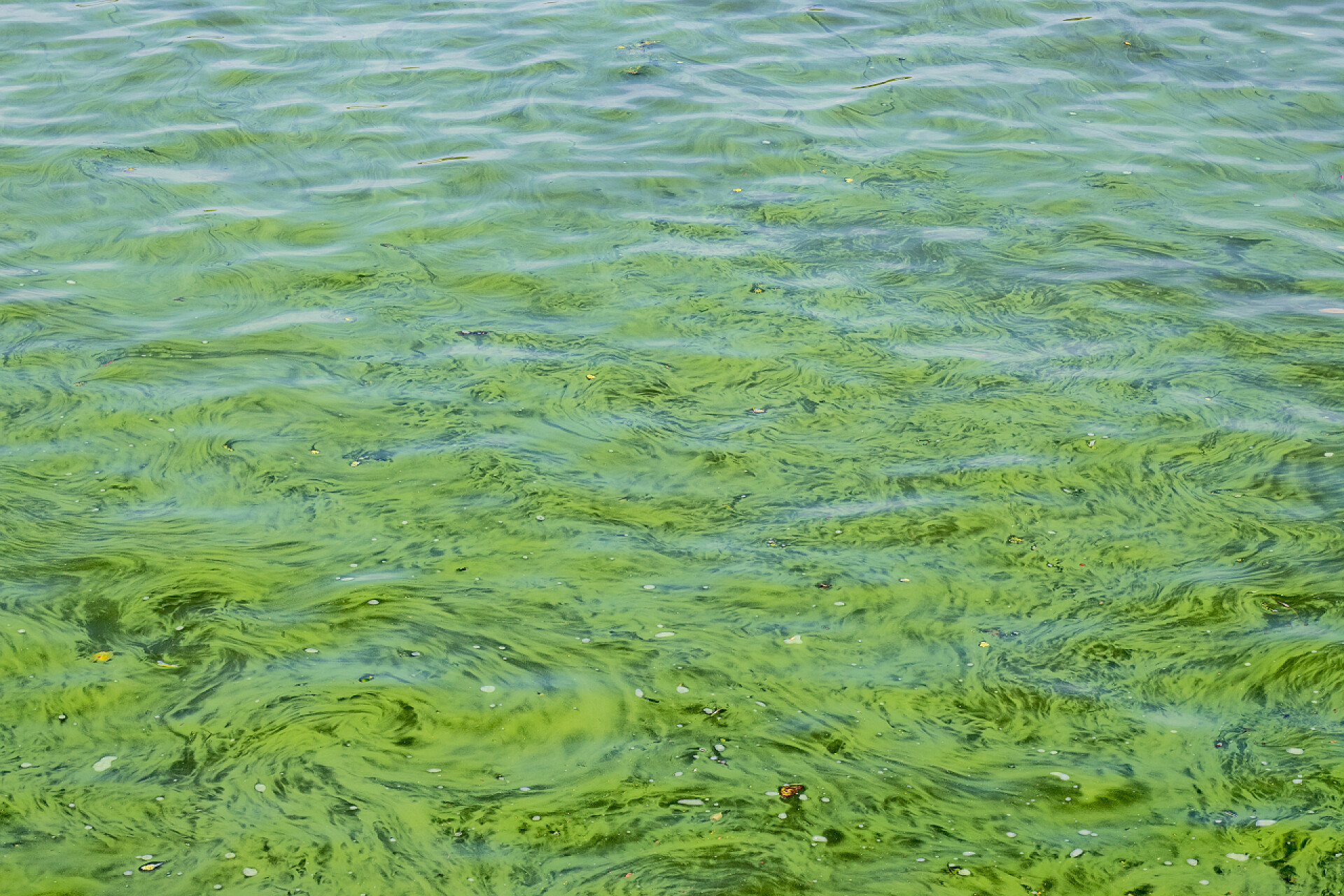 环境灾难河水中海藻盛开一片绿水