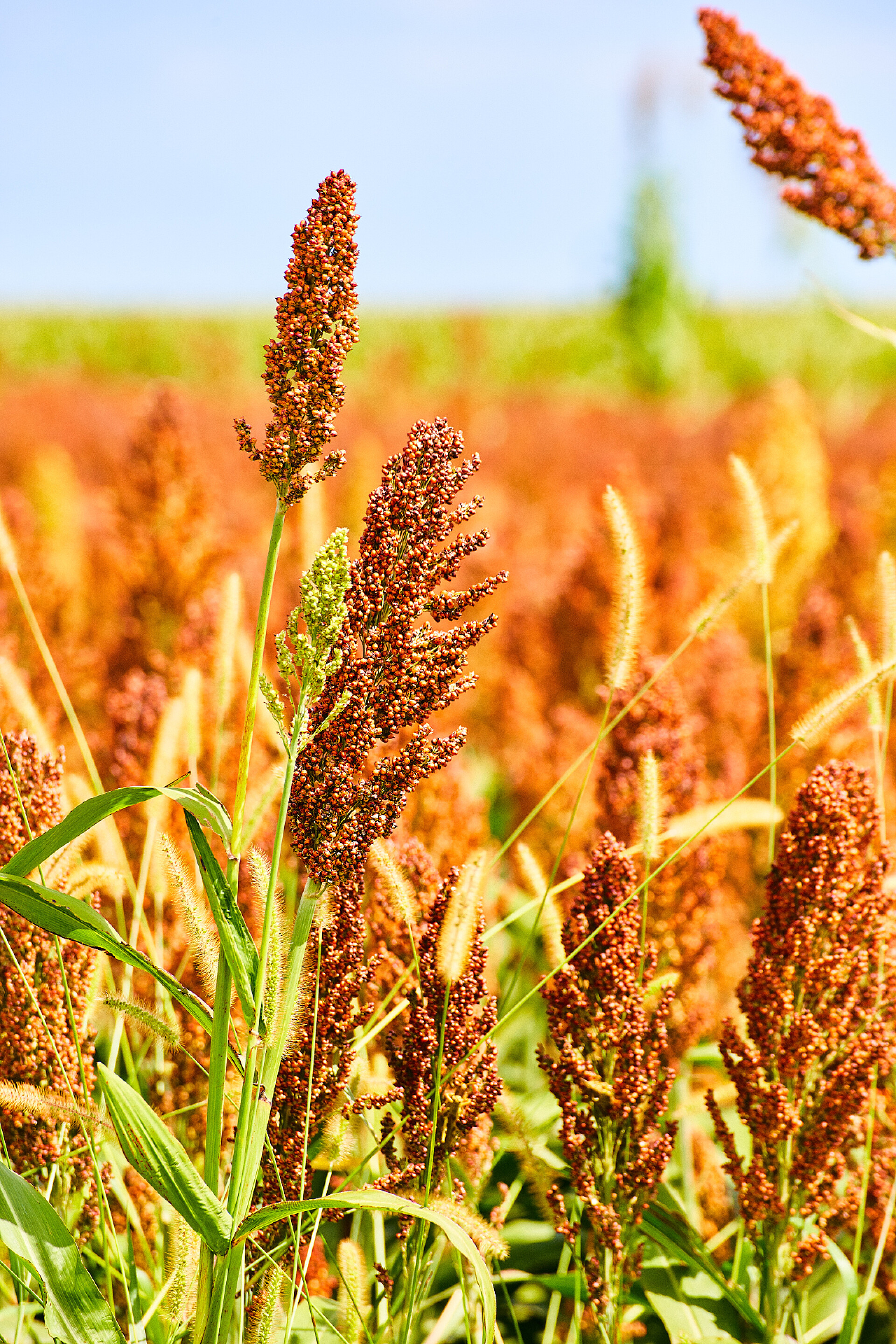 小米和高粱智能农民谷物